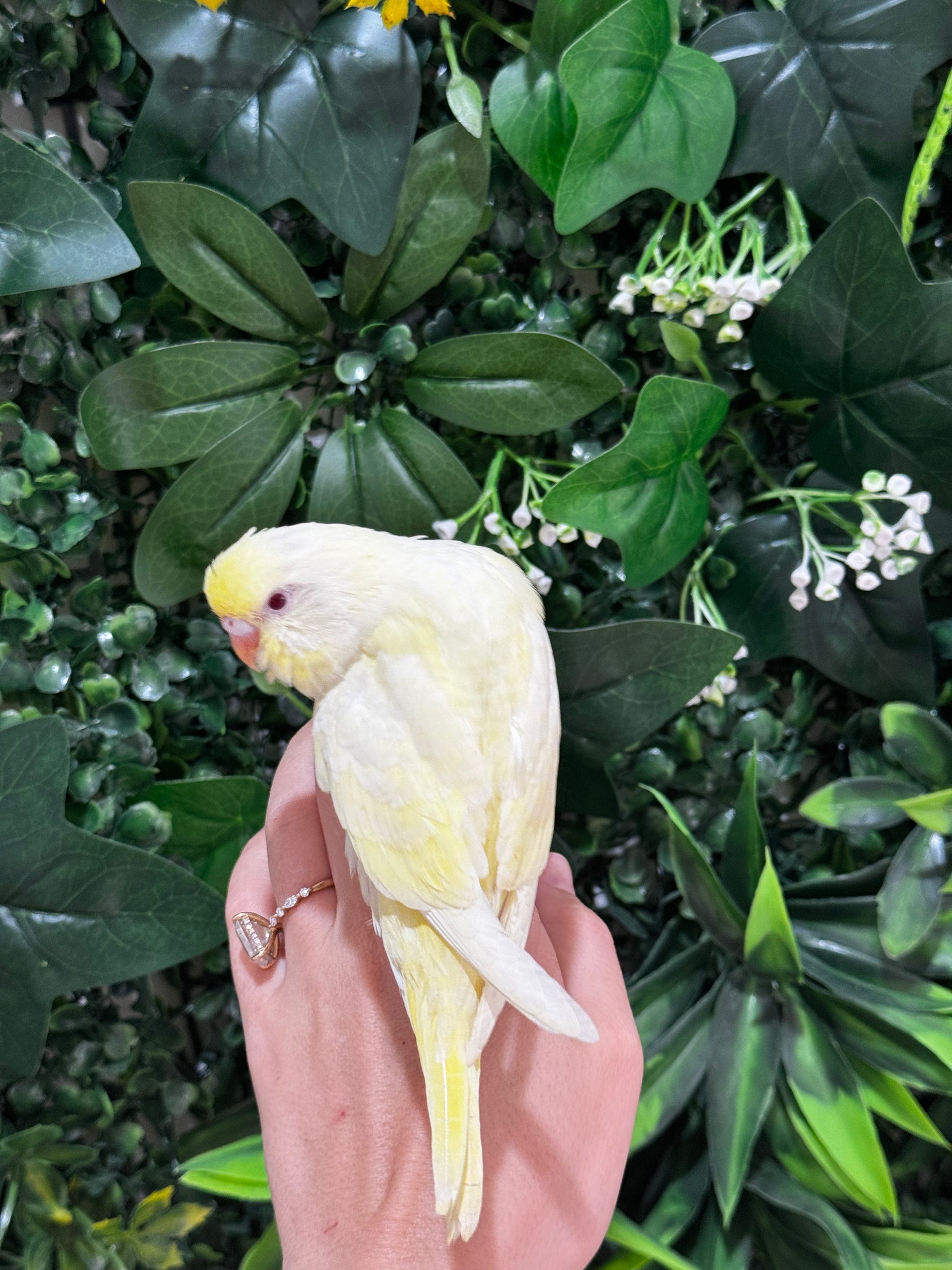 Handraised Budgie