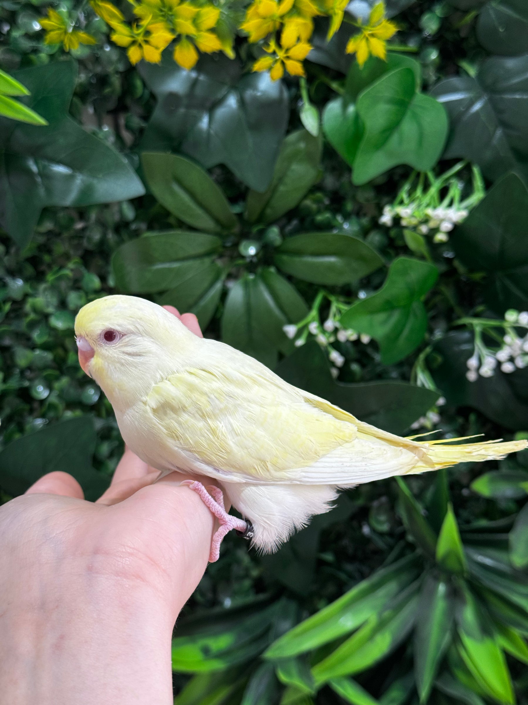 Handraised Budgie