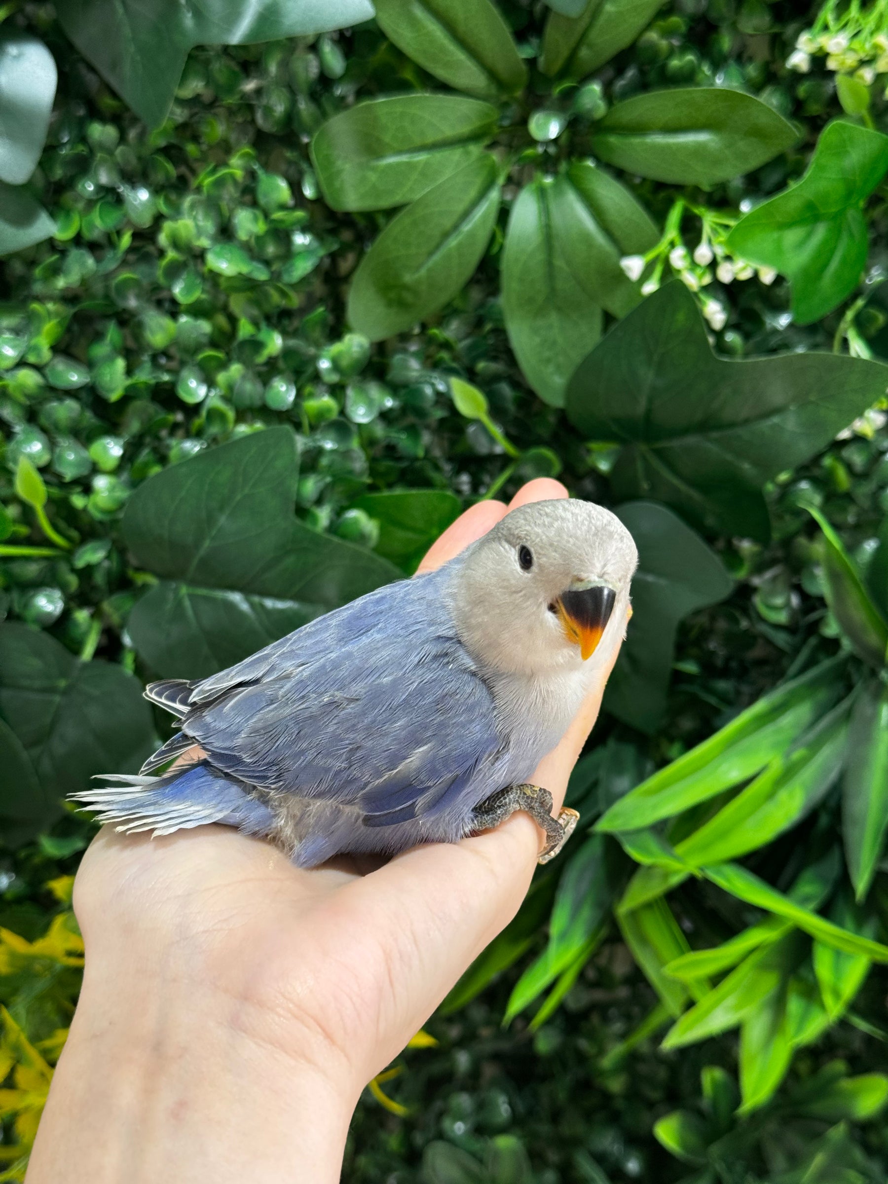 Handraised Lovebird