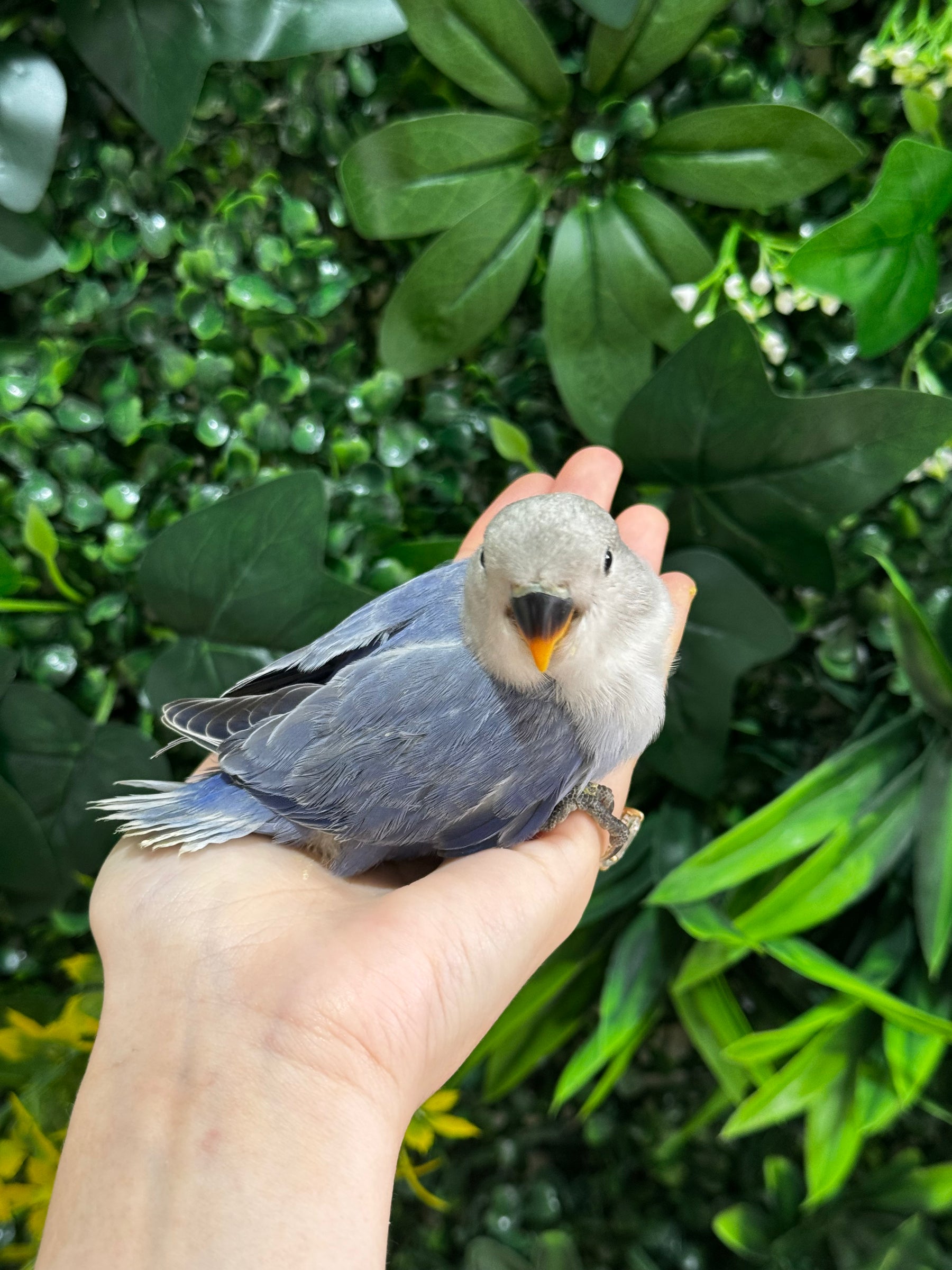 Handraised Lovebird