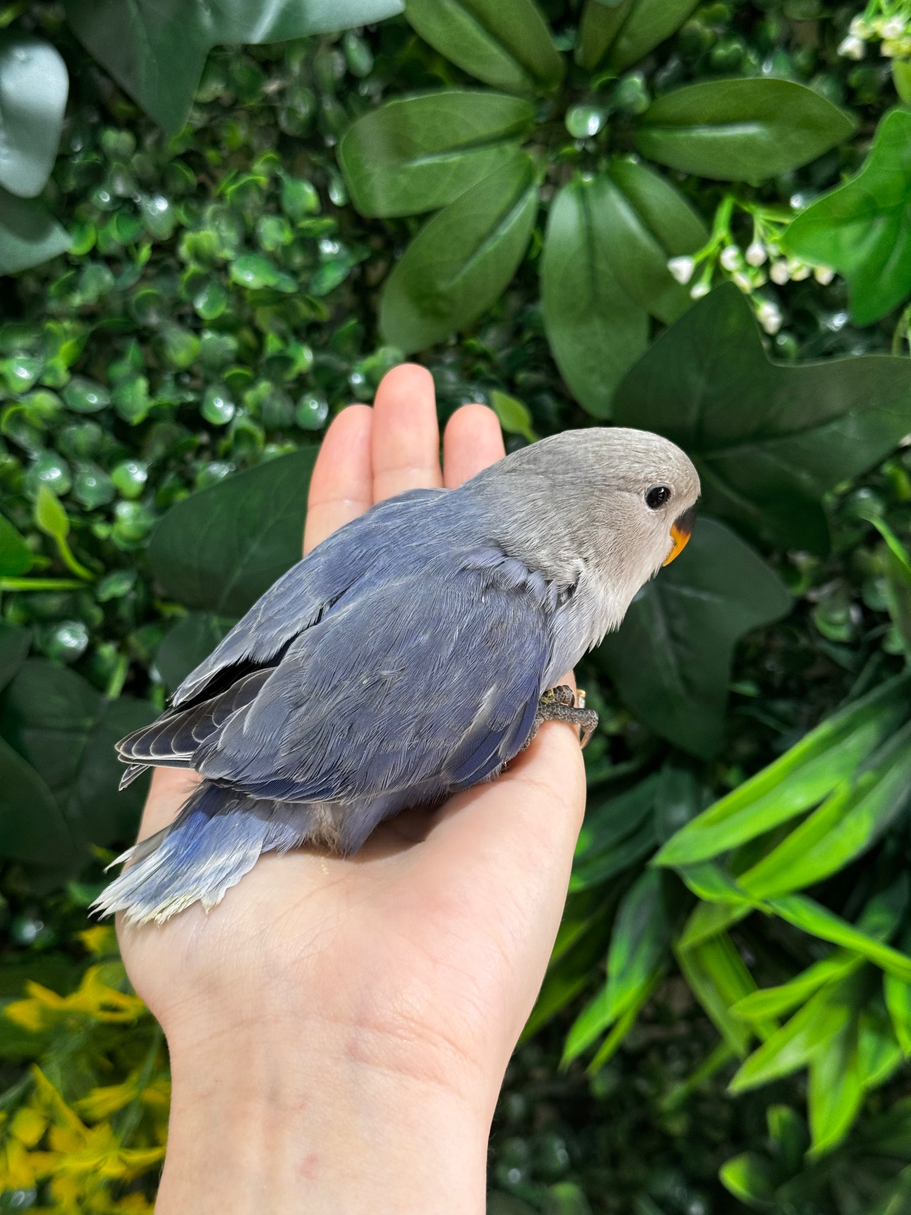 Handraised Lovebird