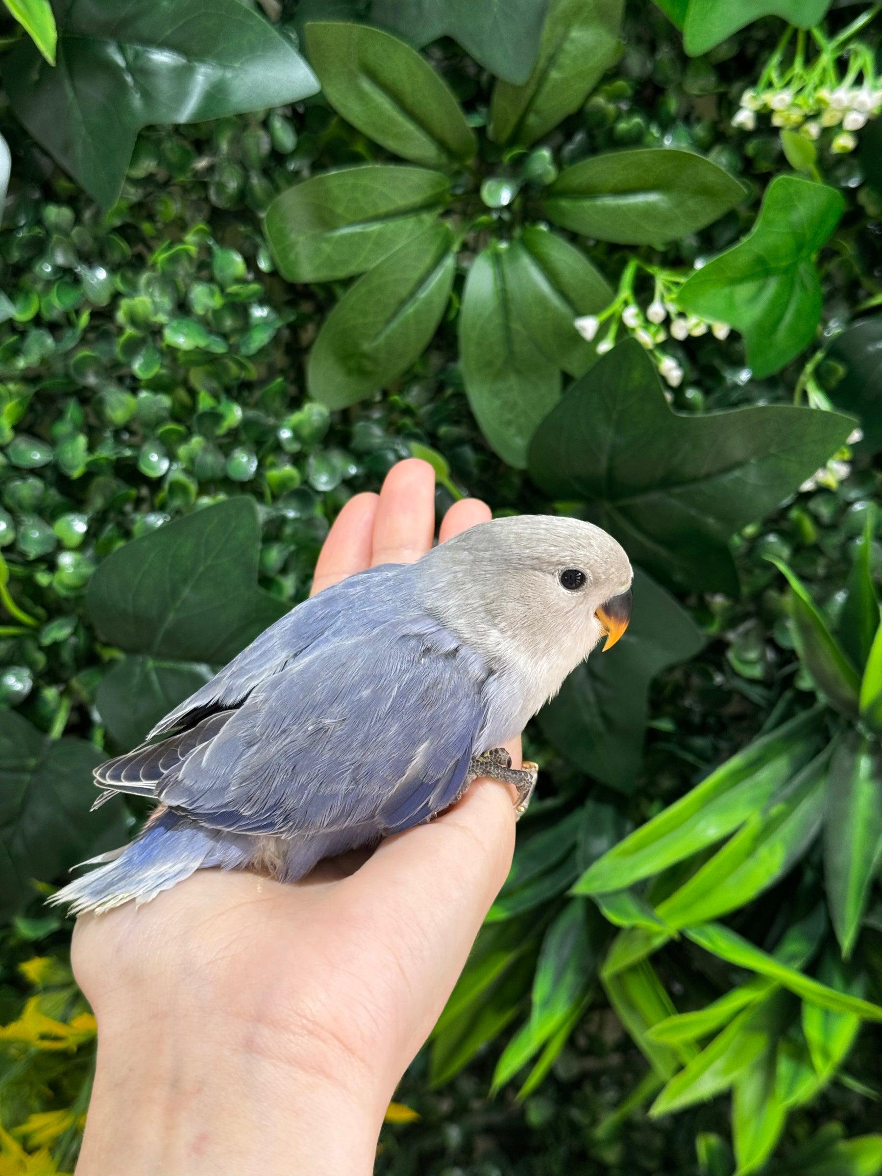 Handraised Lovebird