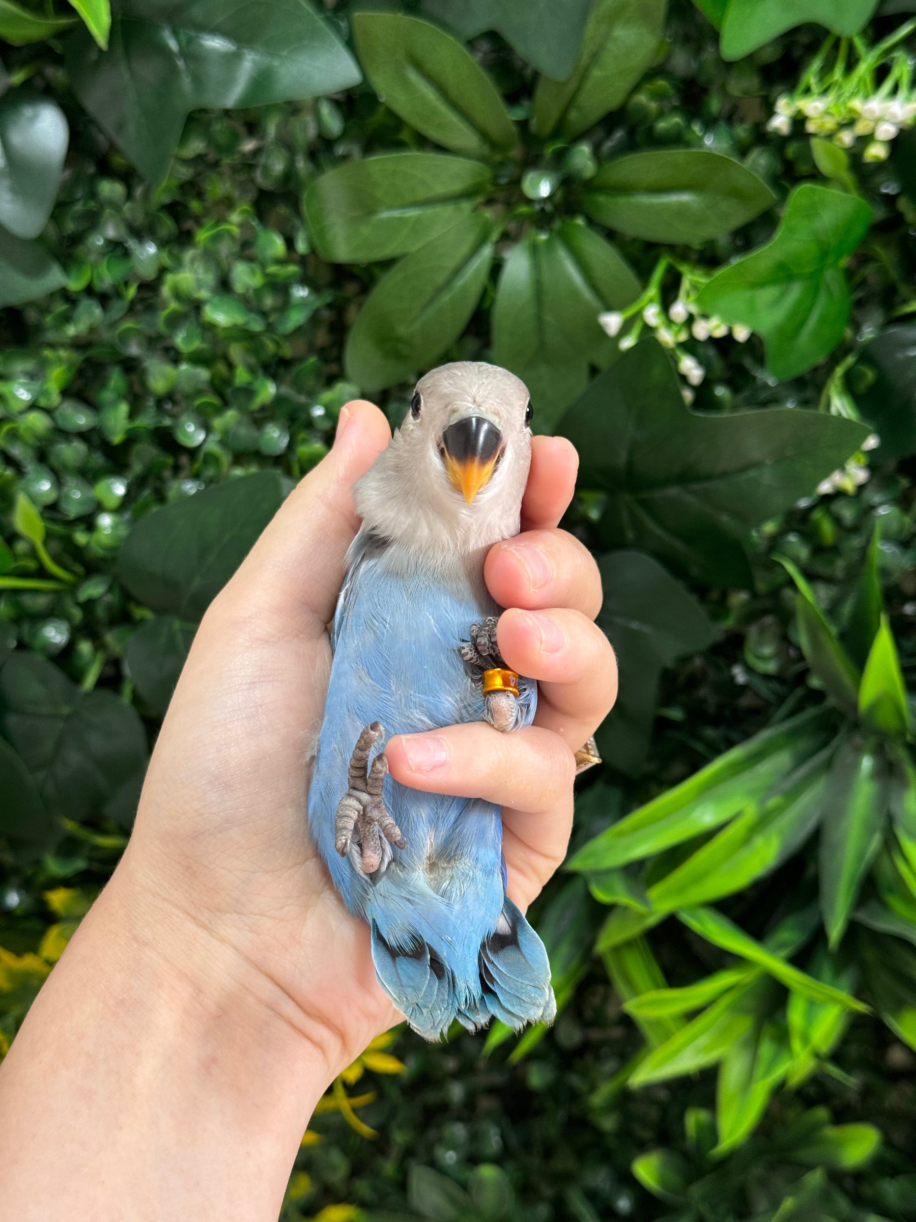 Handraised Lovebird