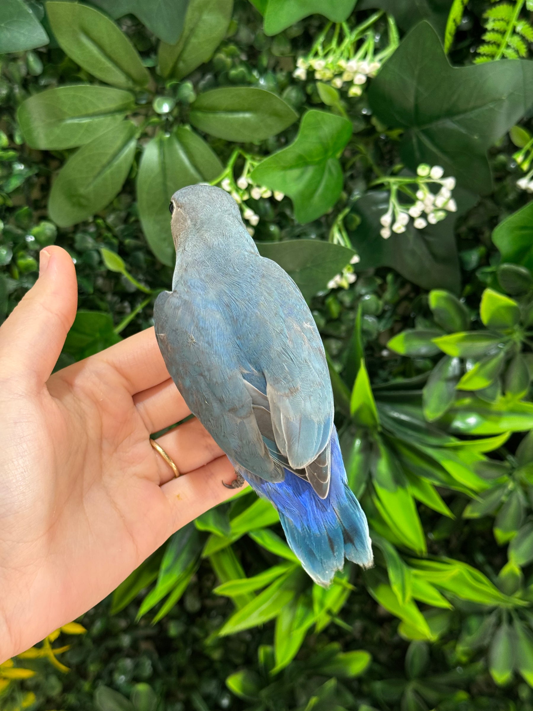 Handraised Lovebird