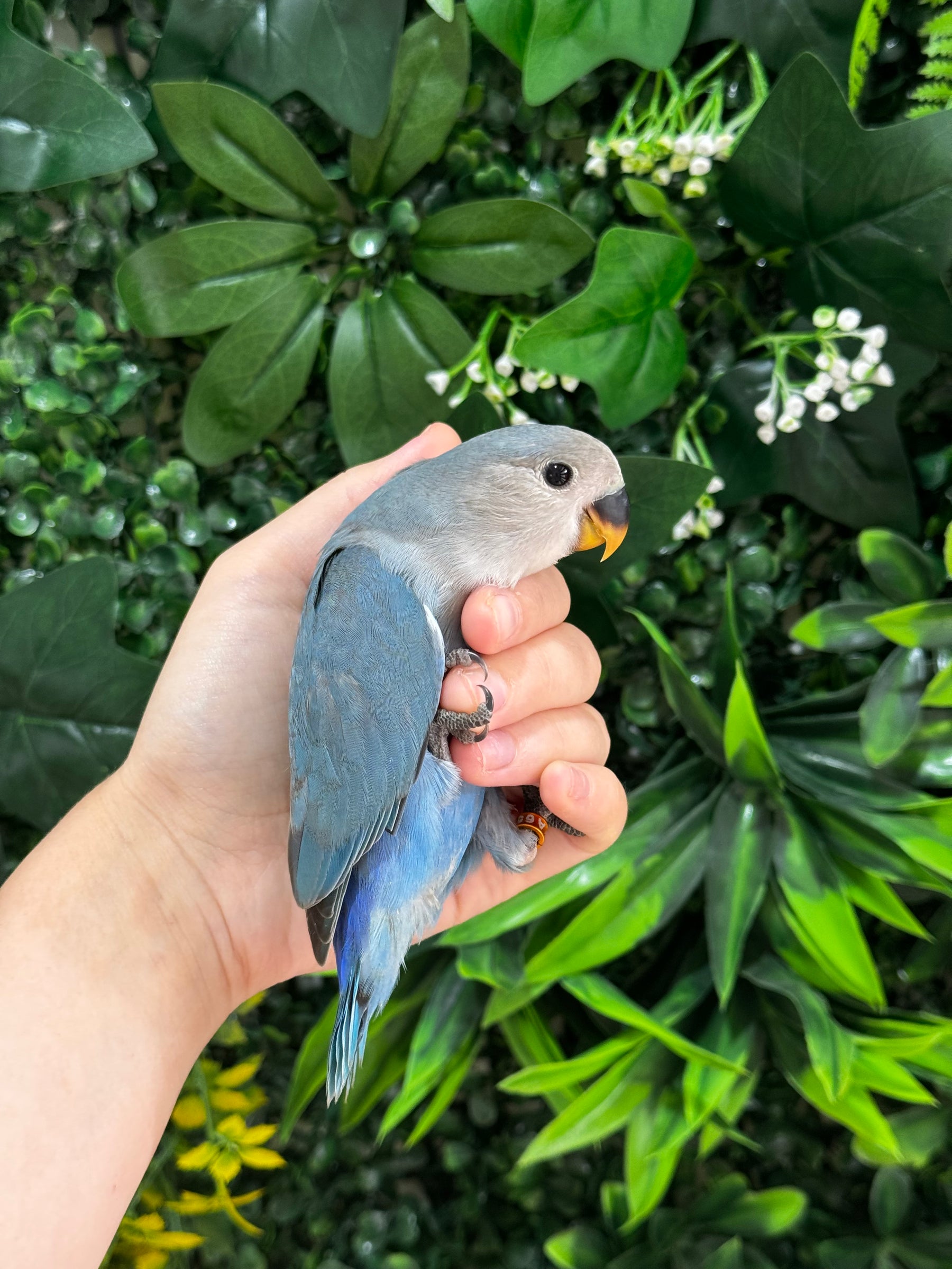 Handraised Lovebird