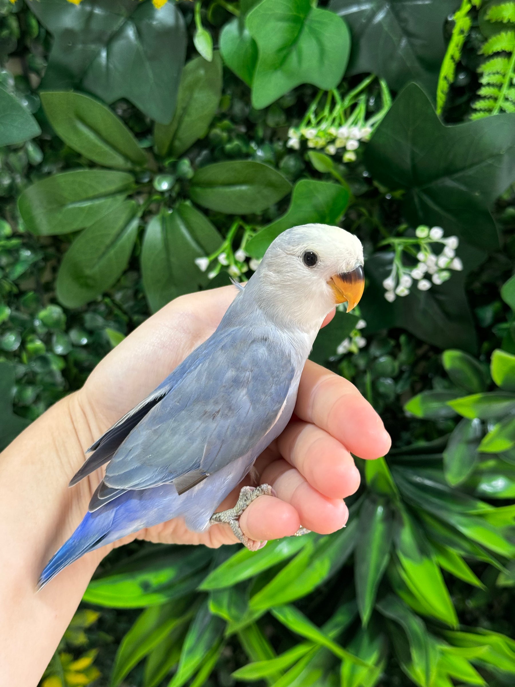 Handraised Lovebird
