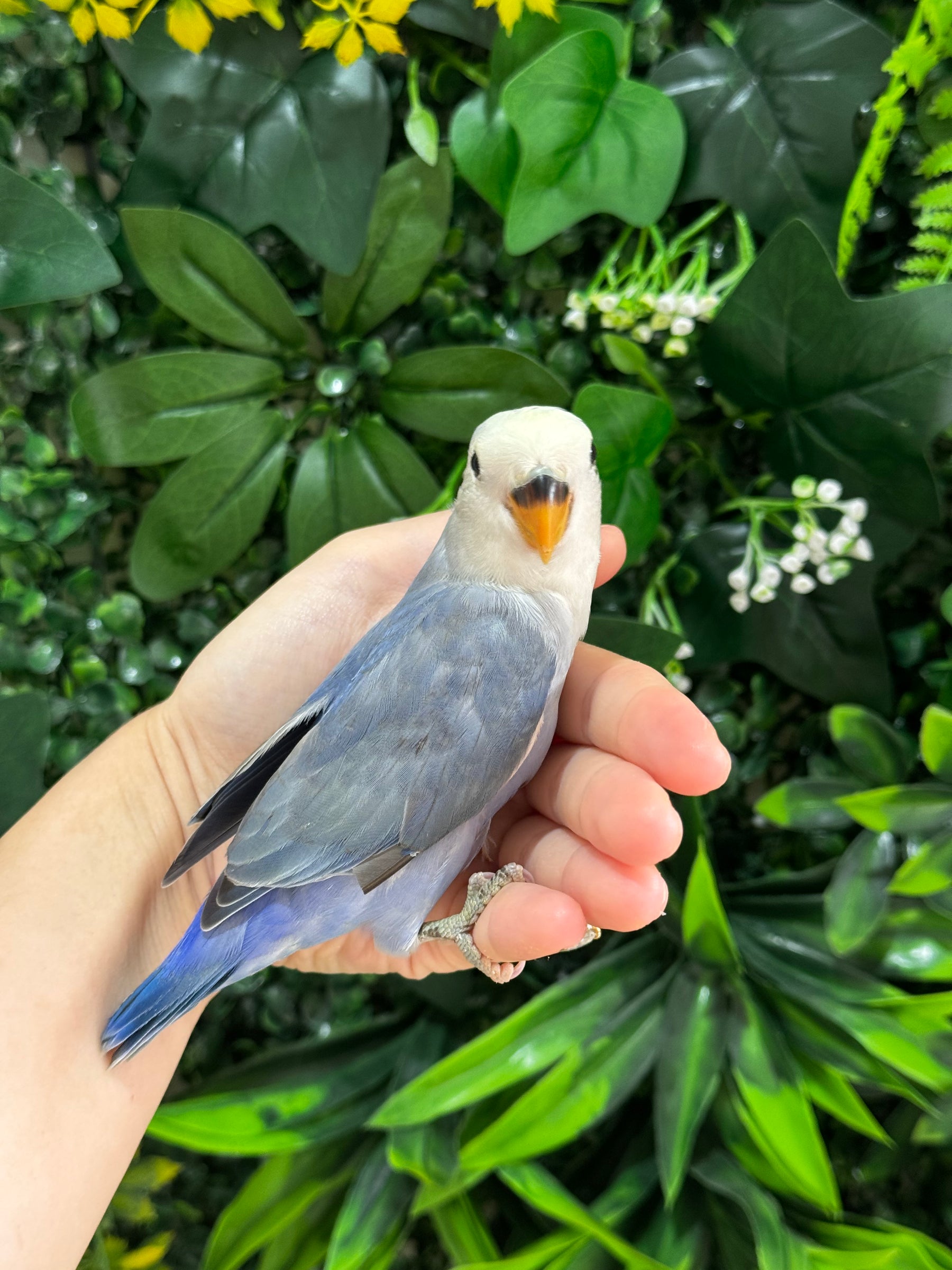 Handraised Lovebird