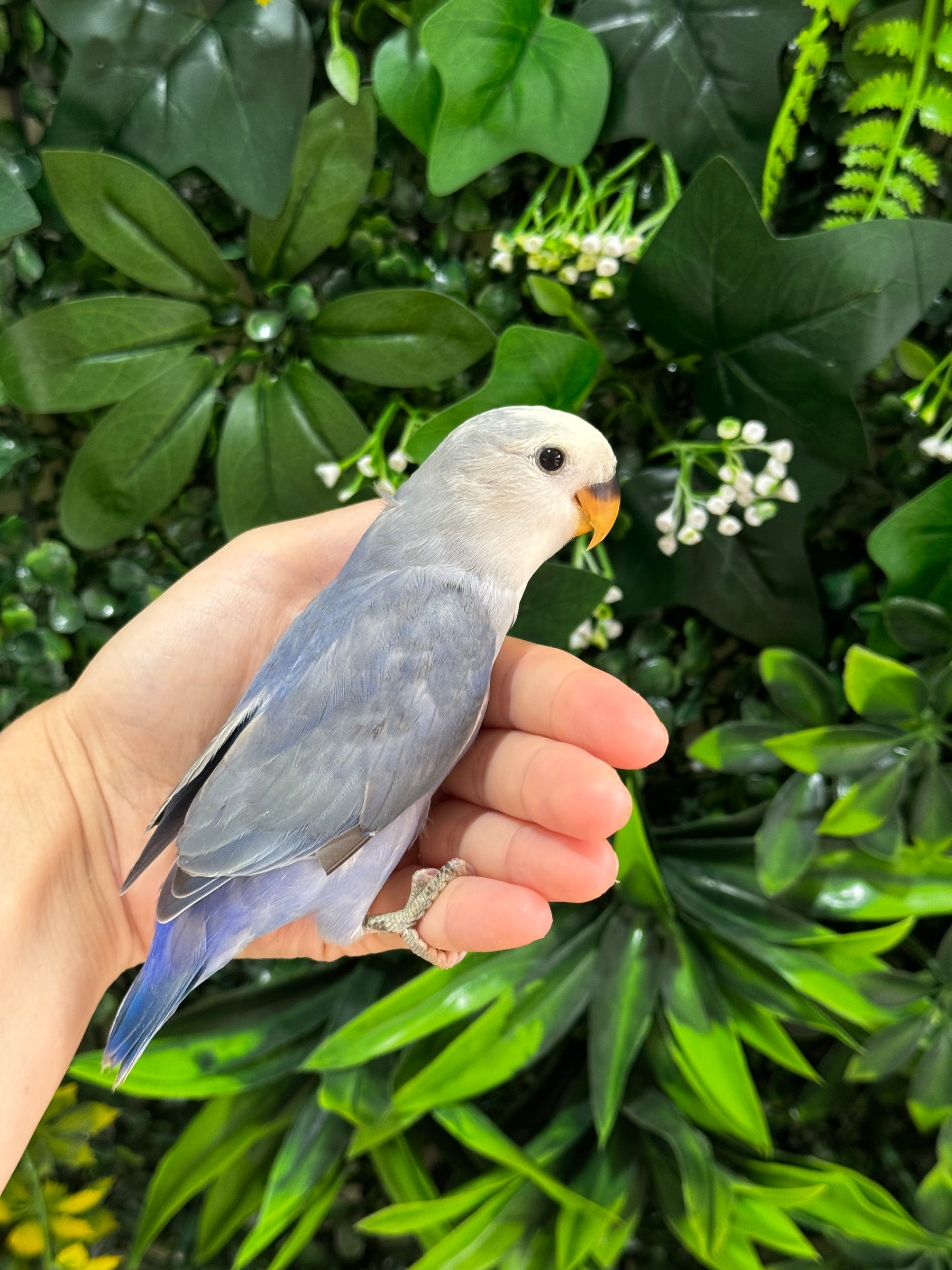 Handraised Lovebird