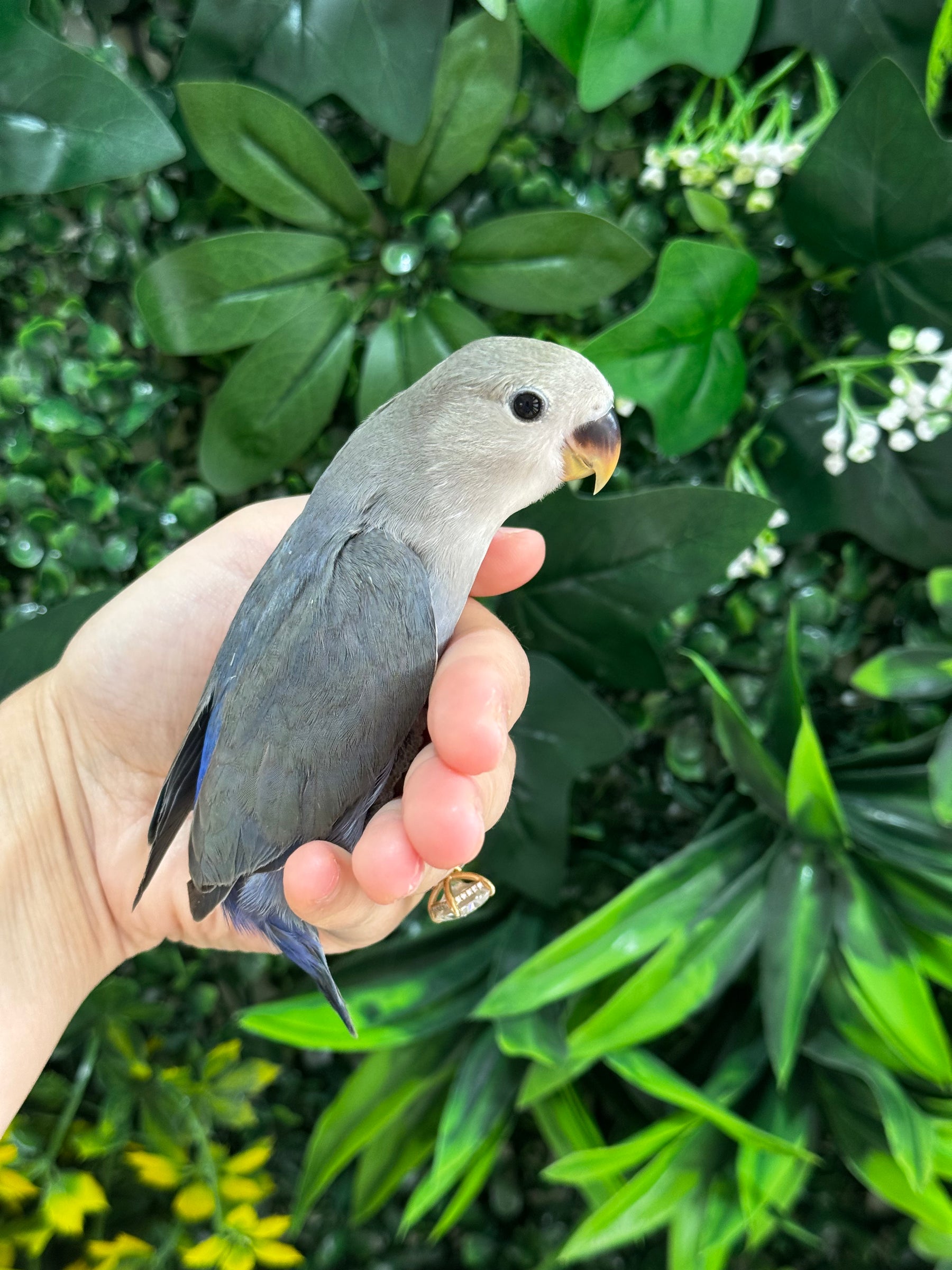 Handraised Lovebird