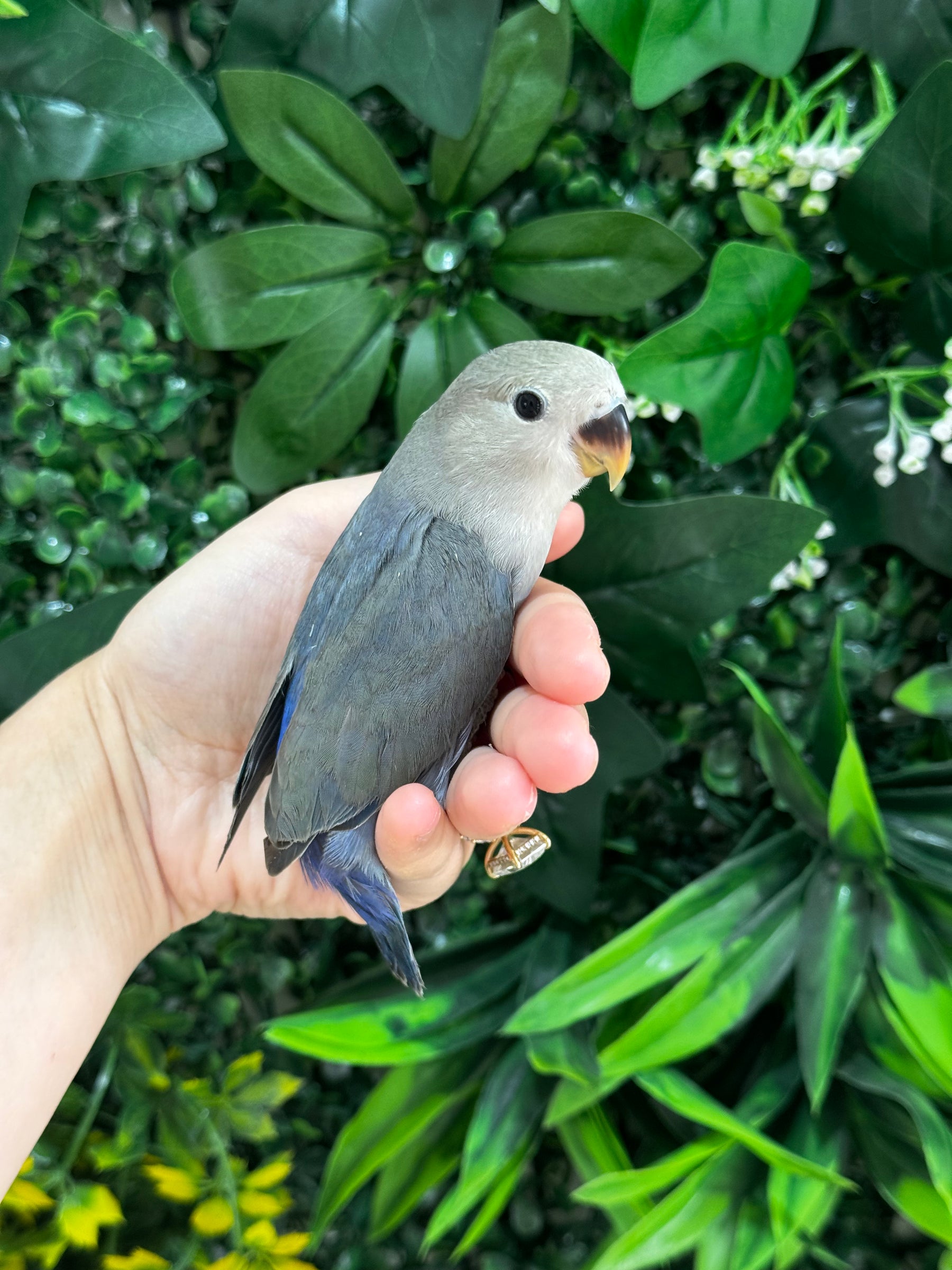Handraised Lovebird