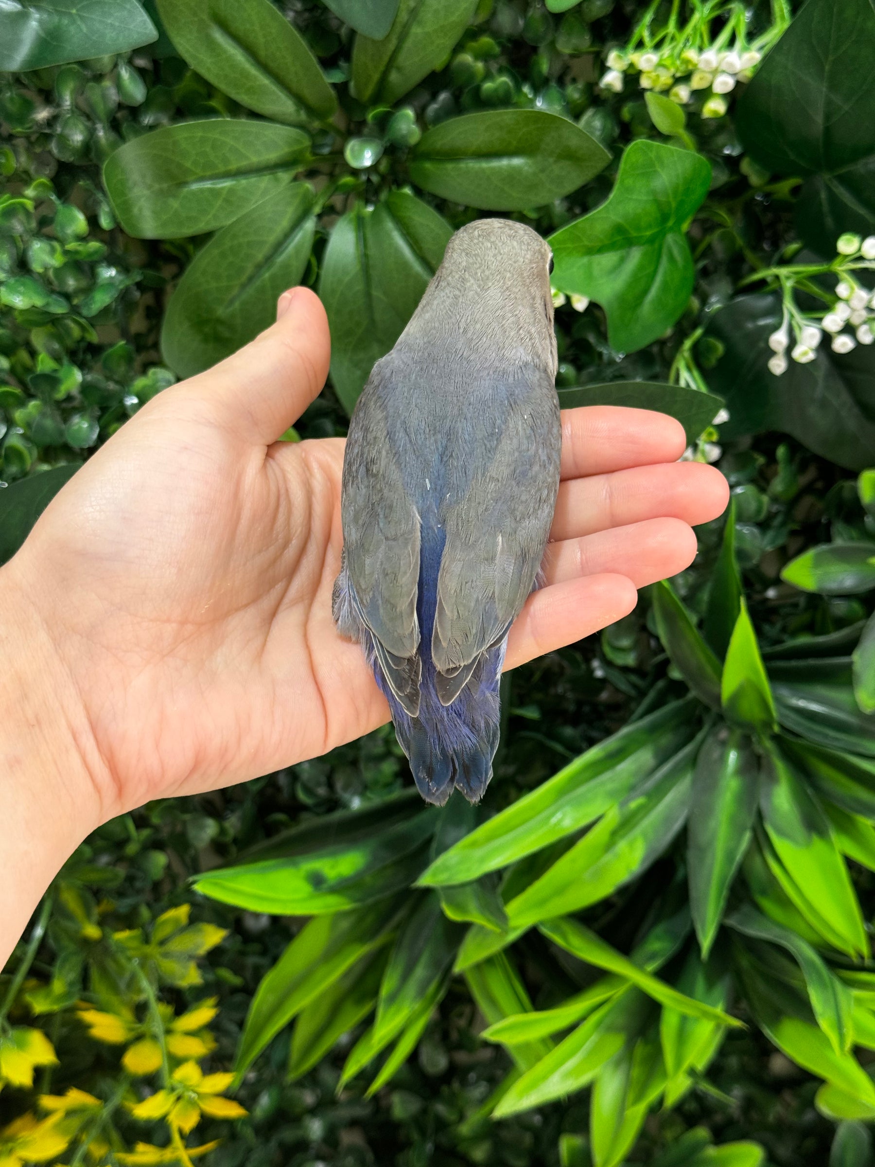 Handraised Lovebird