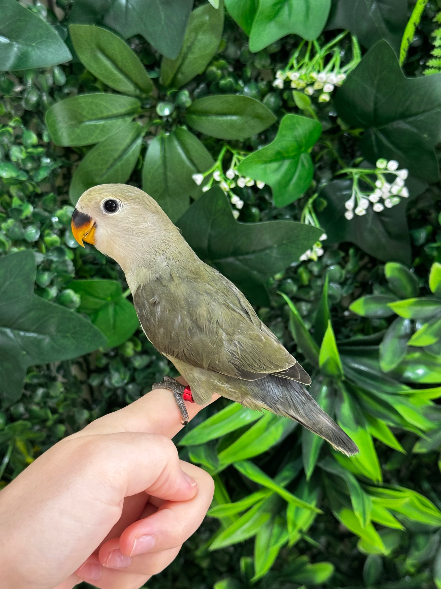 Handraised Lovebird