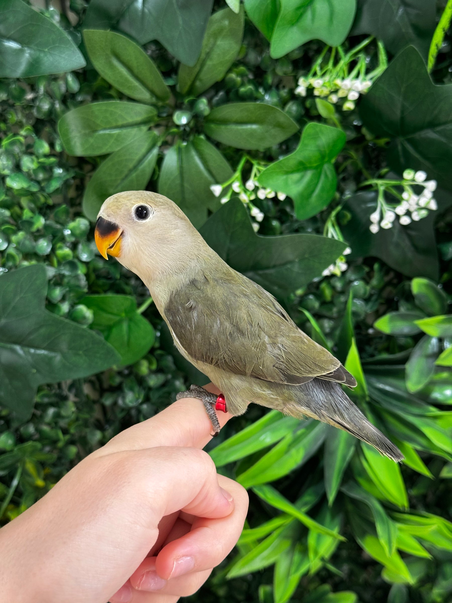Handraised Lovebird