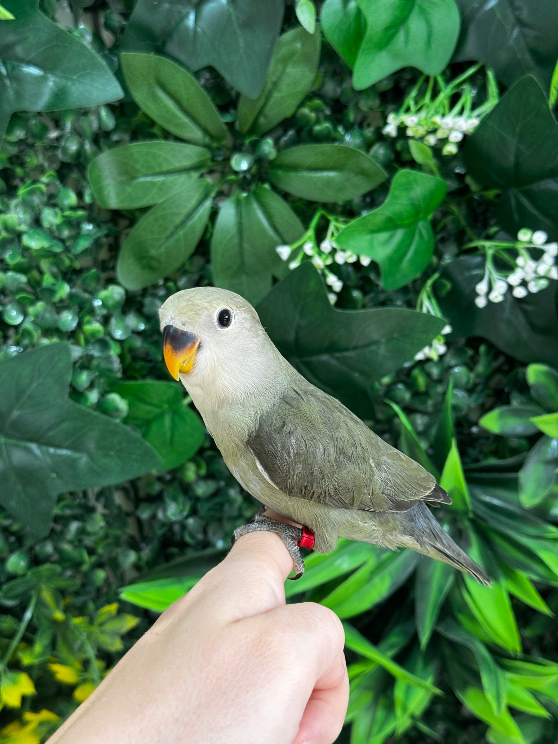 Handraised Lovebird