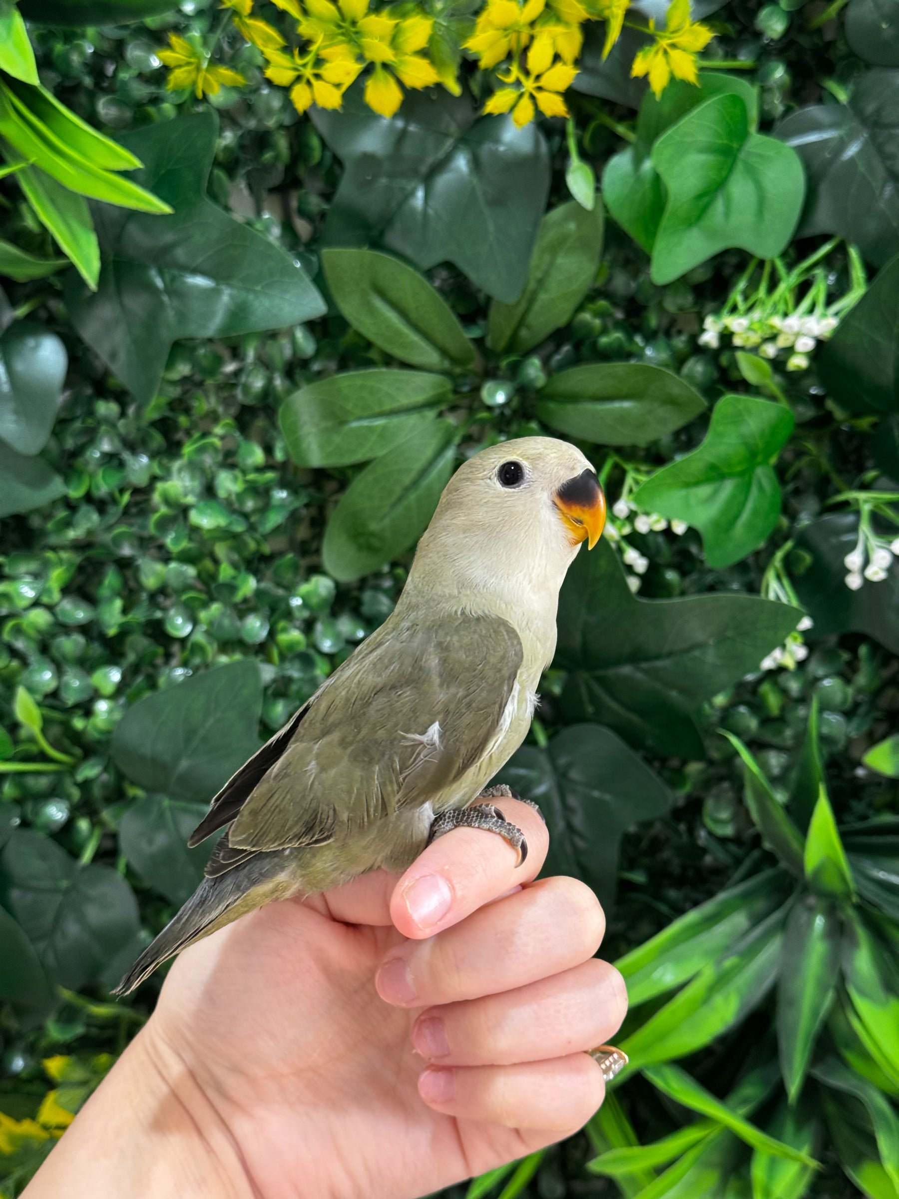 Handraised Lovebird