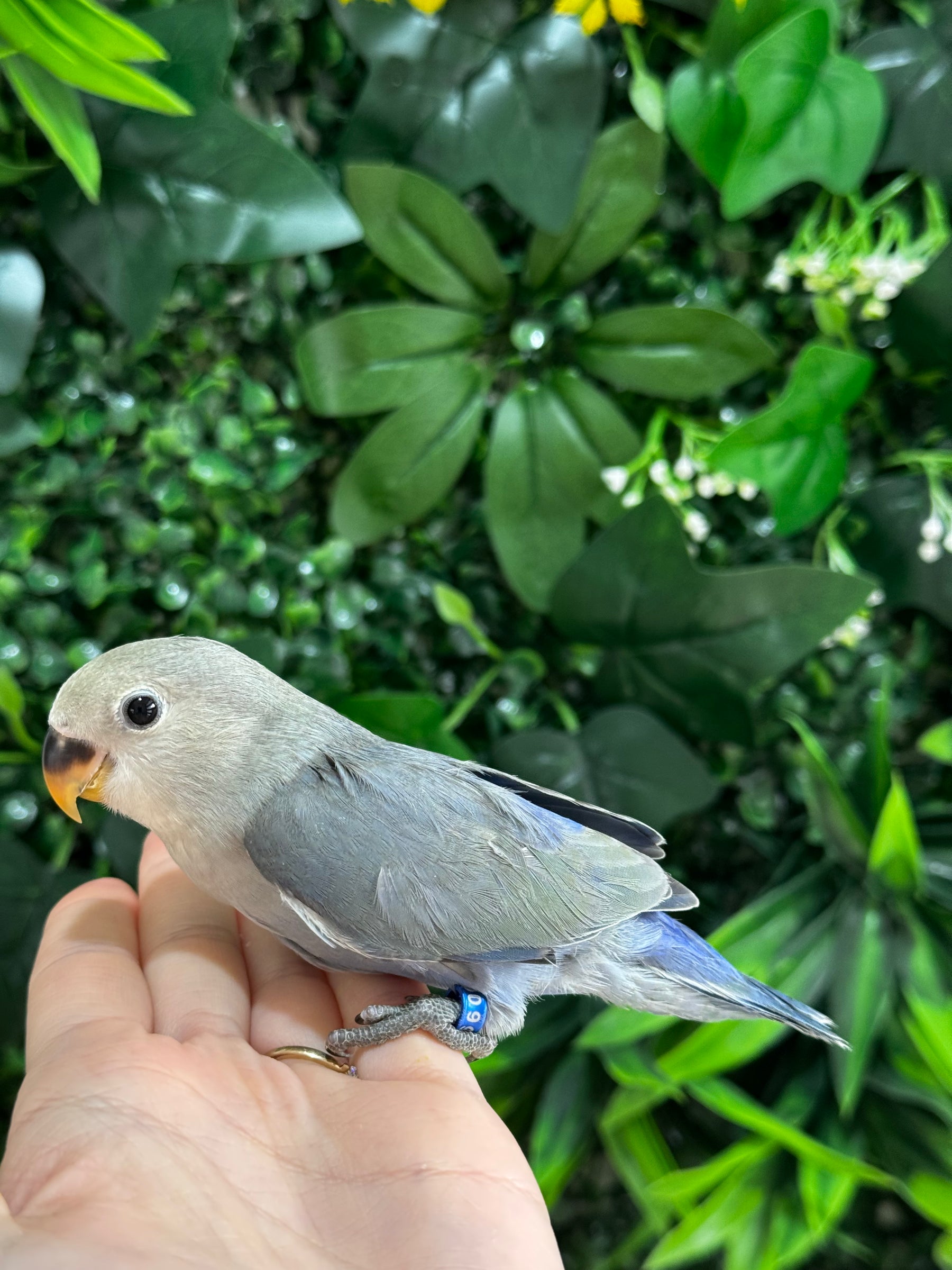 Handraised Lovebird