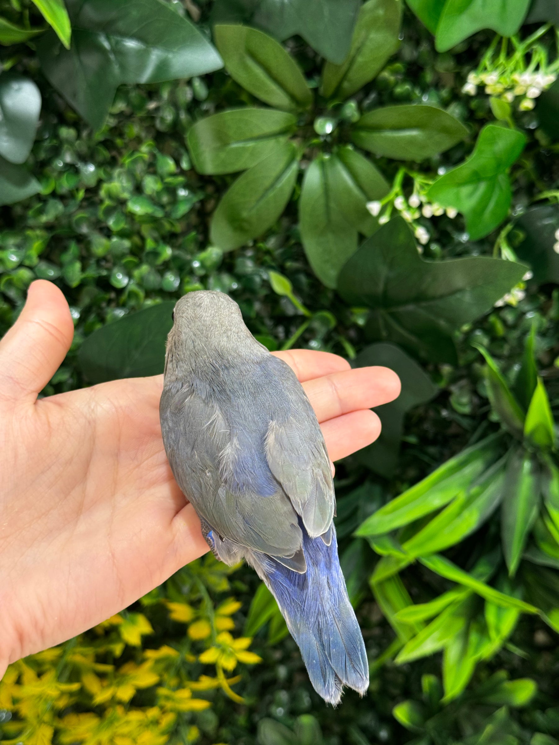 Handraised Lovebird