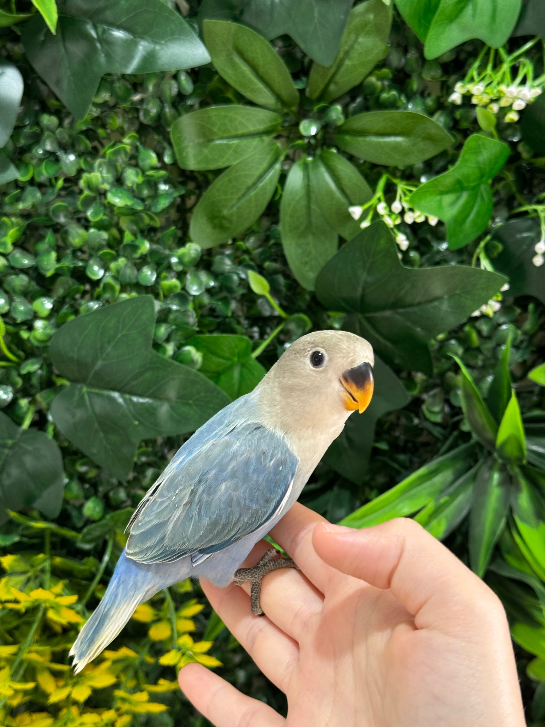 Handraised Lovebird