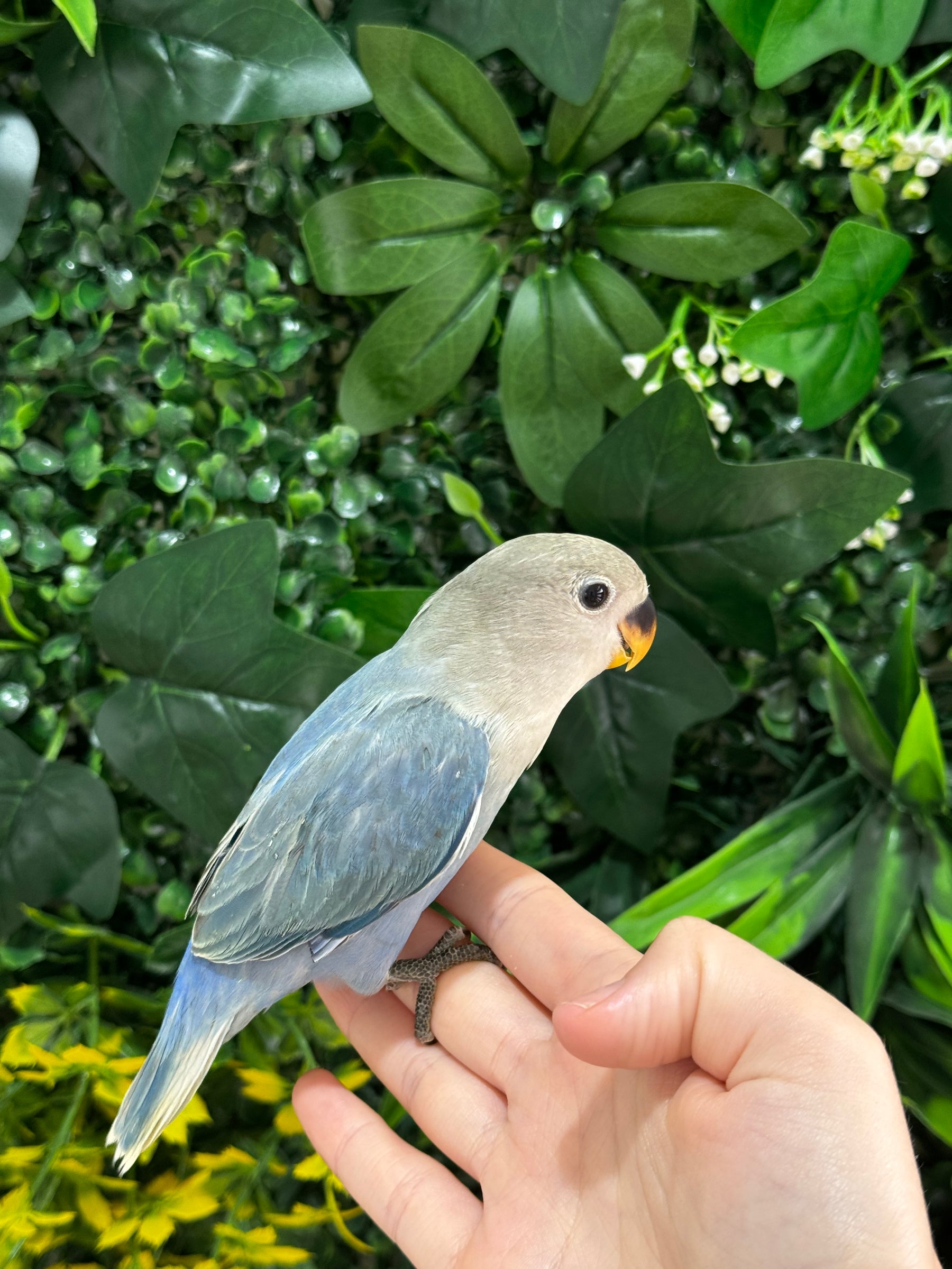 Handraised Lovebird