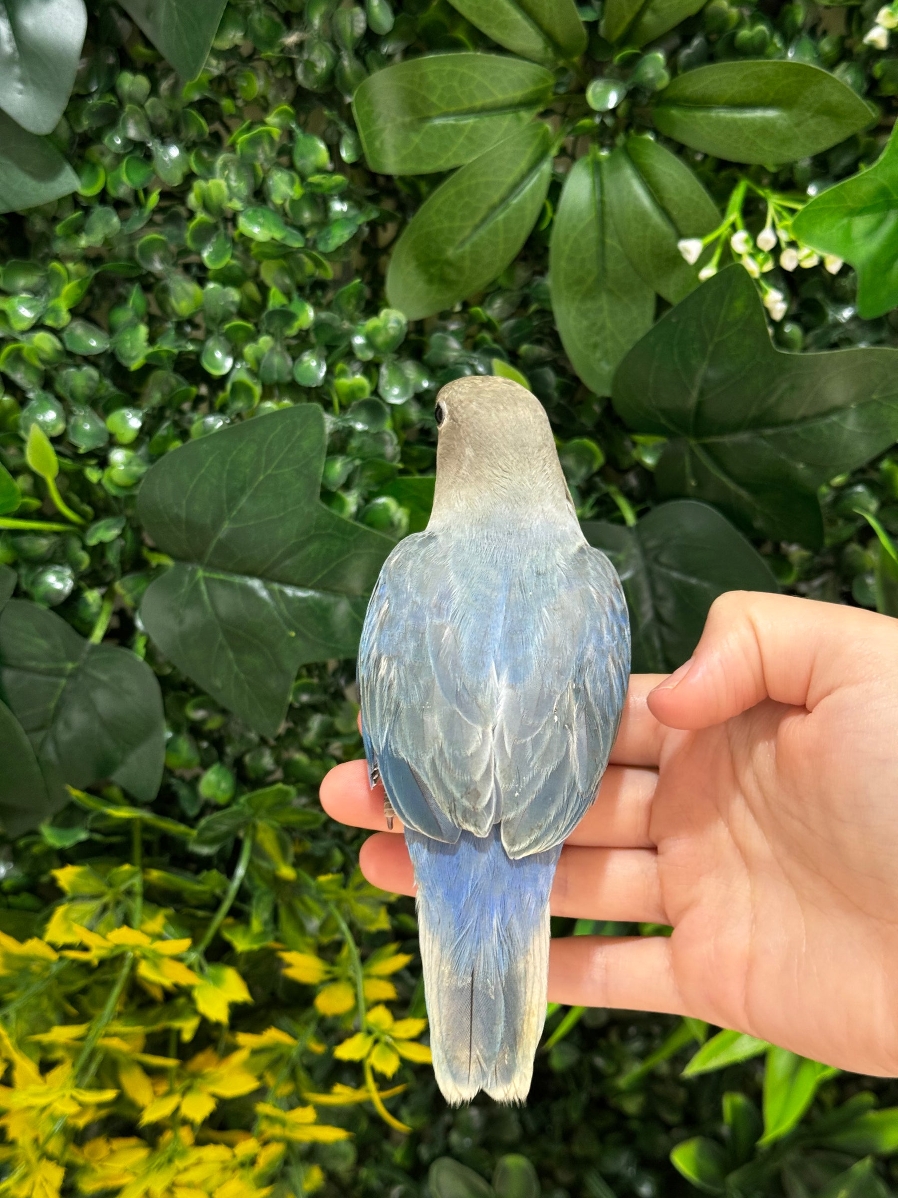 Handraised Lovebird