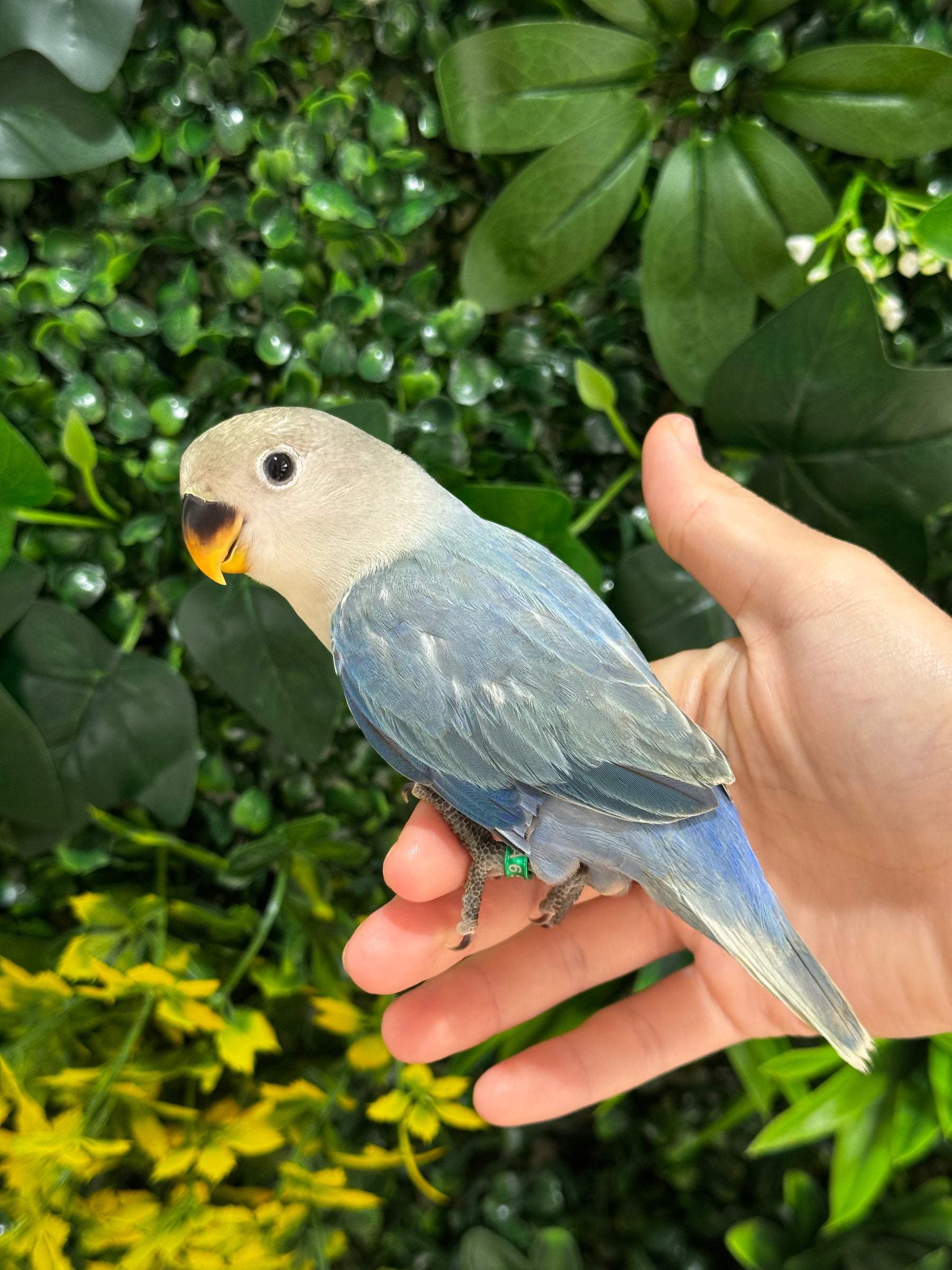 Handraised Lovebird