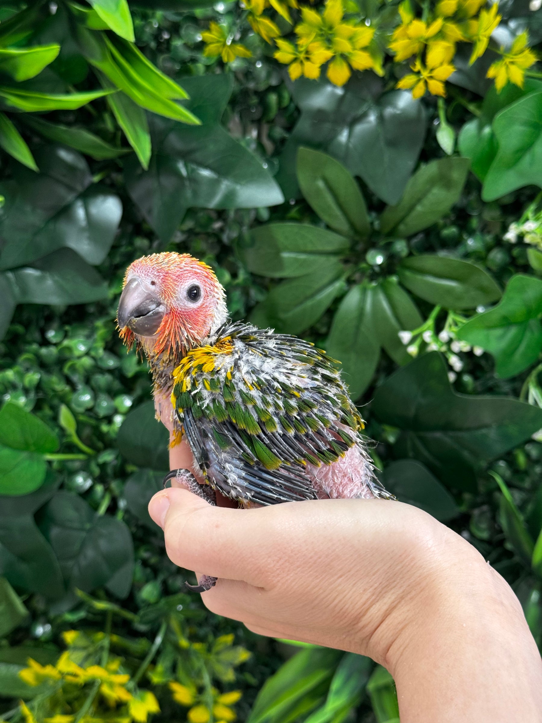 Handraised Sun Conure