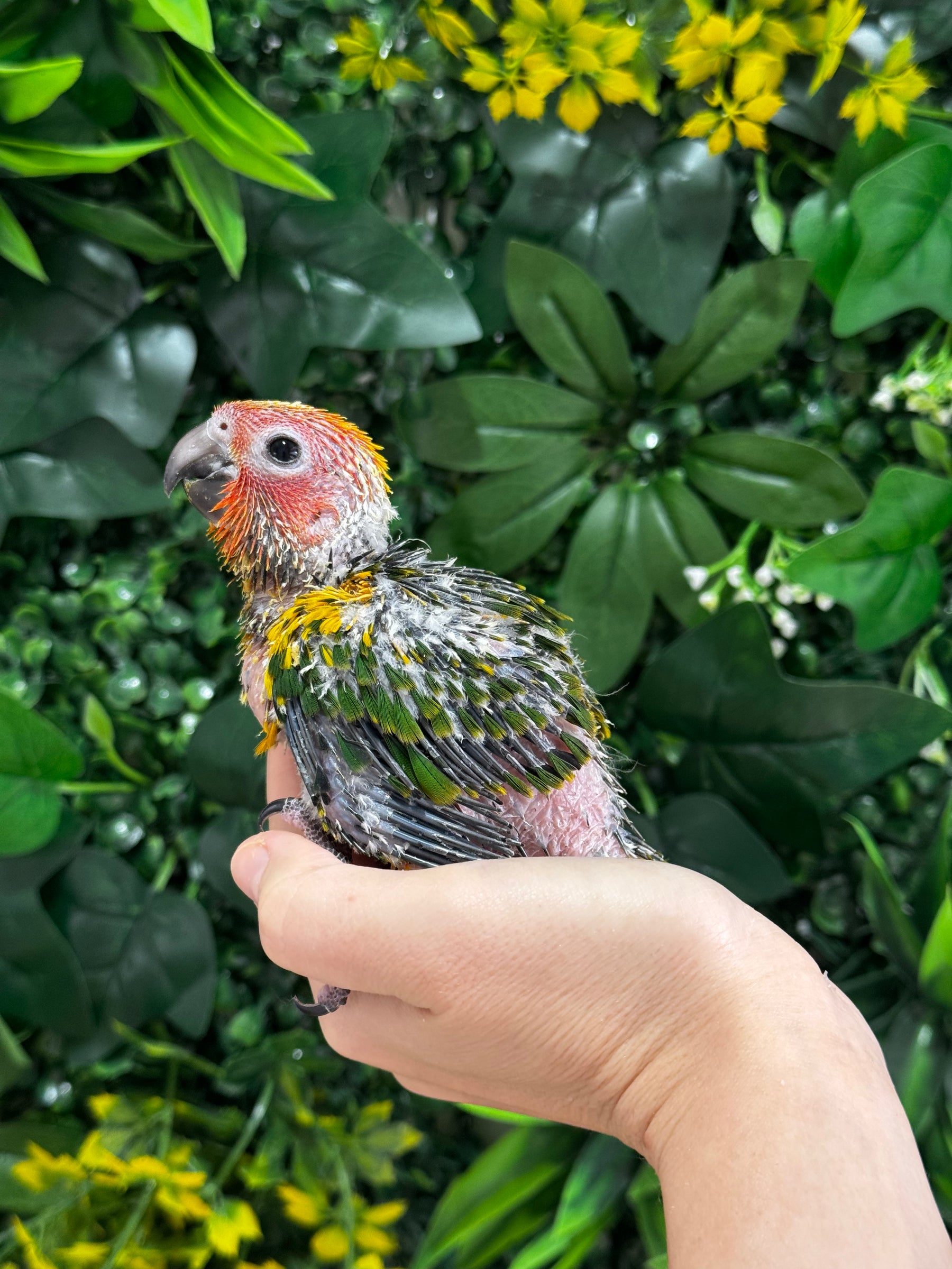 Handraised Sun Conure