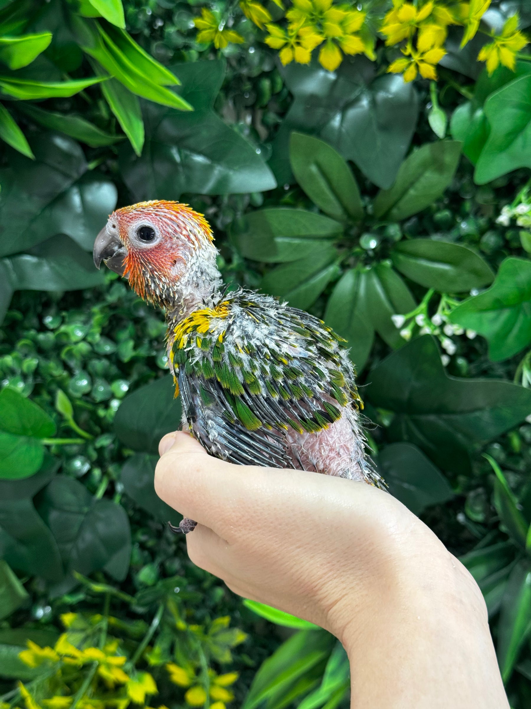 Handraised Sun Conure
