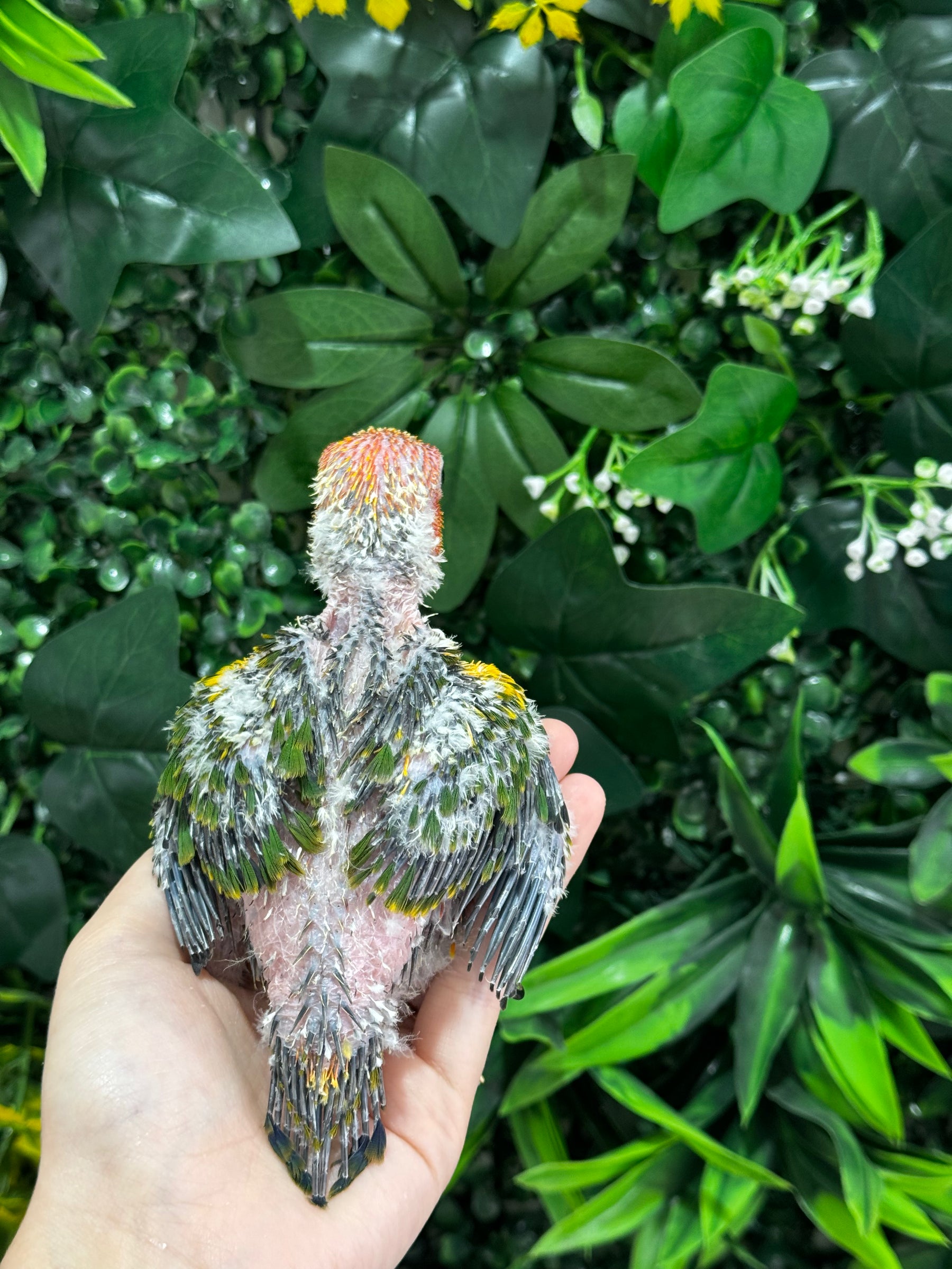 Handraised Sun Conure