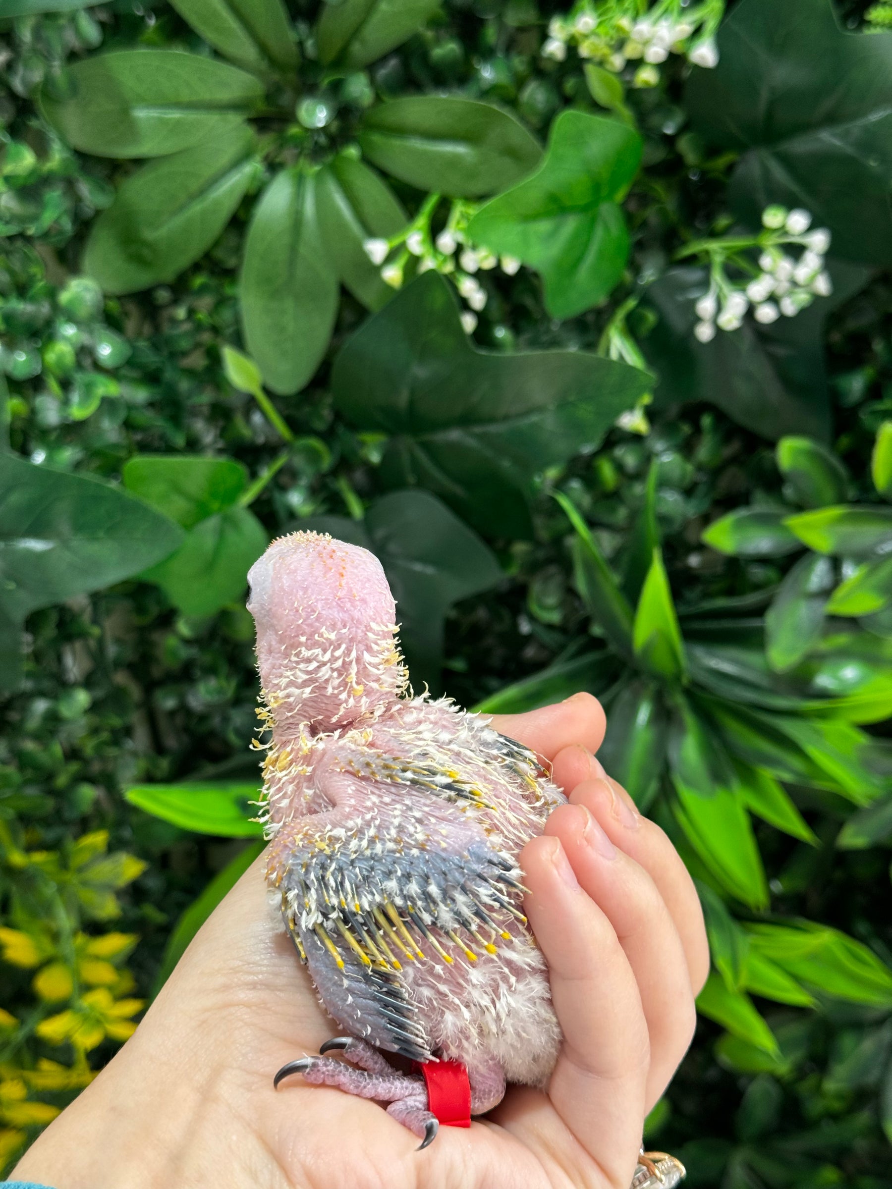 Handraised Sun Conure
