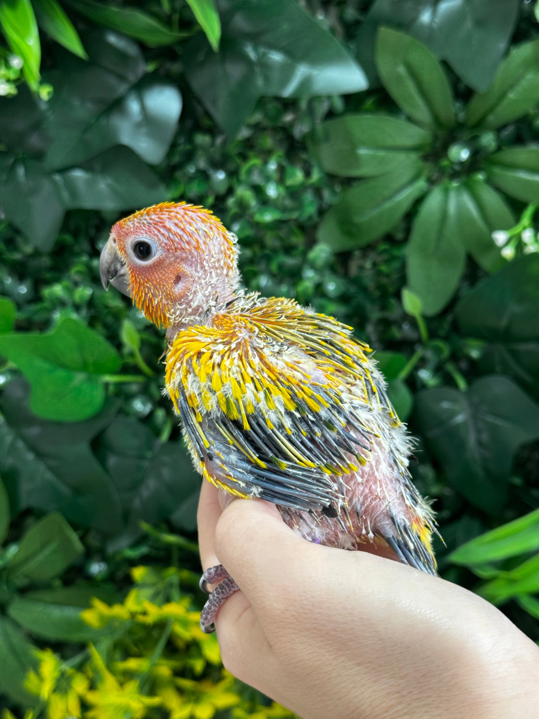 Handraised Sun Conure