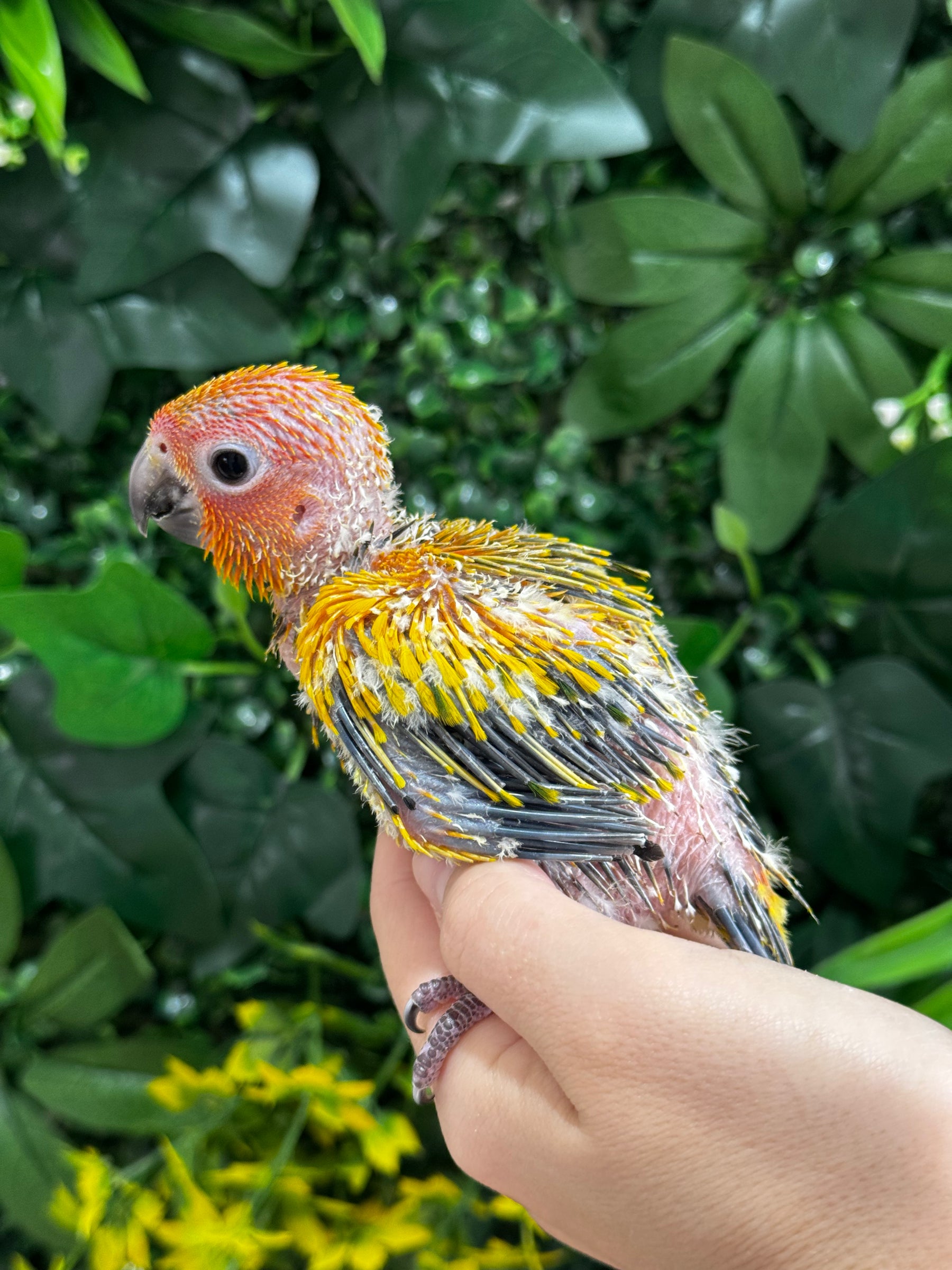 Handraised Sun Conure