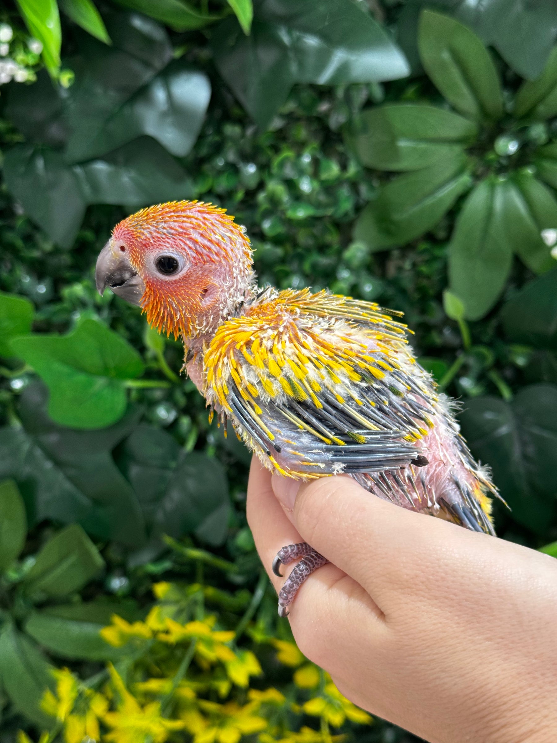 Handraised Sun Conure