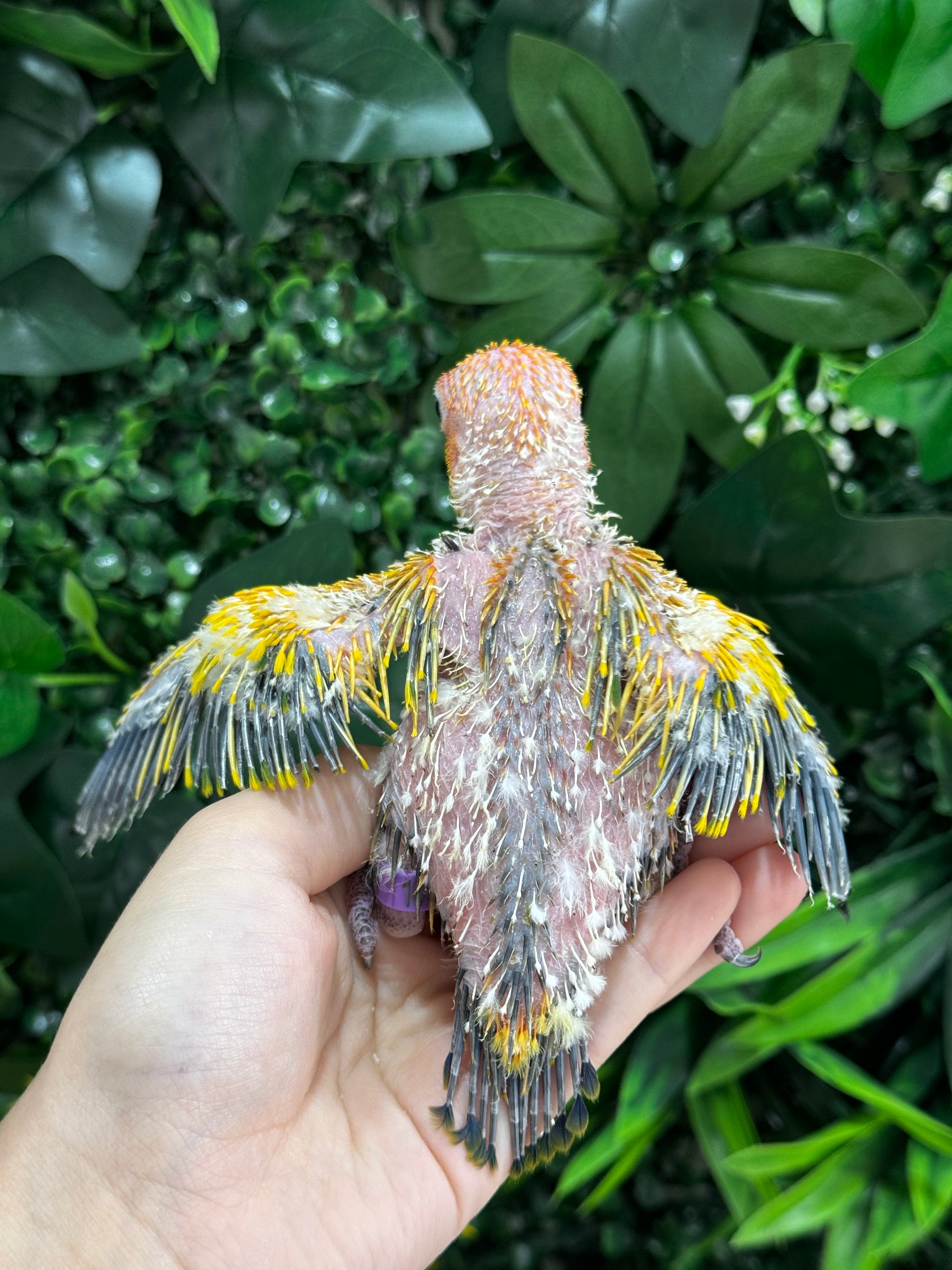 Handraised Sun Conure