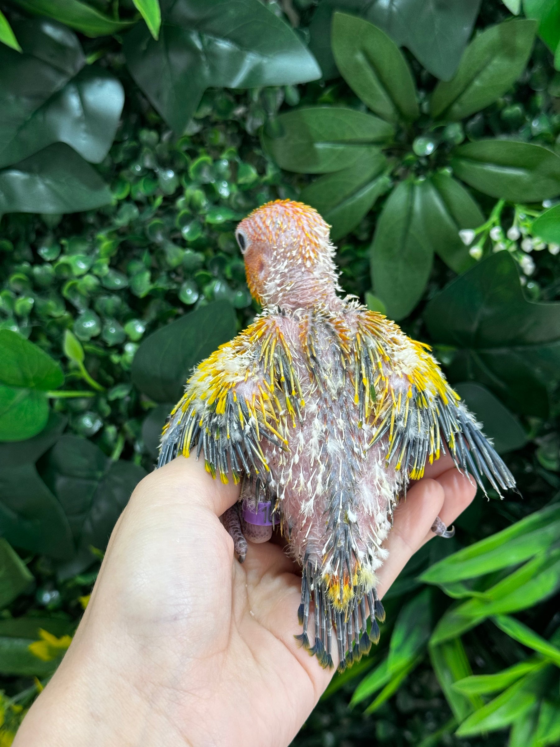 Handraised Sun Conure