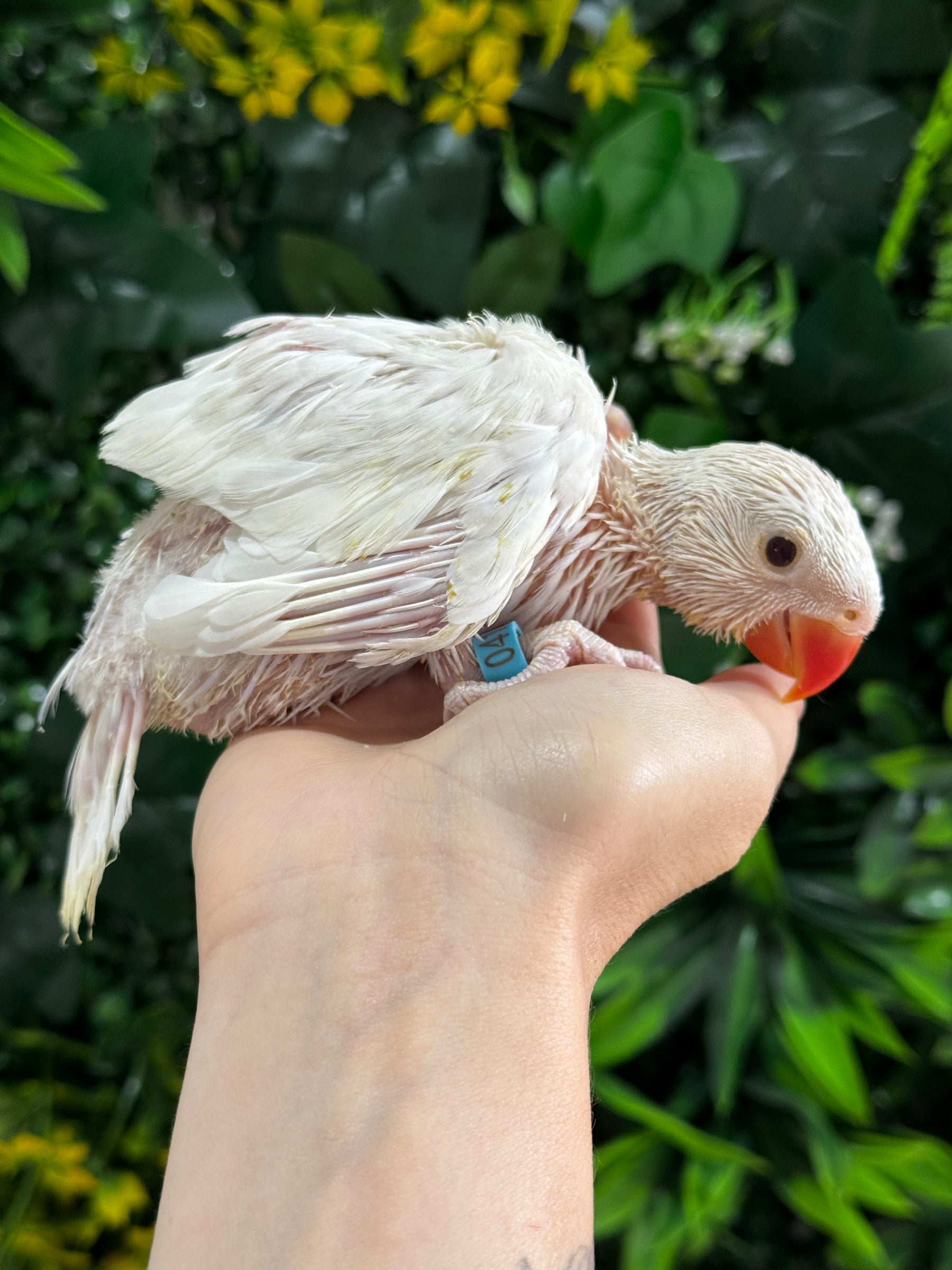 Handraised Indian Ring Neck