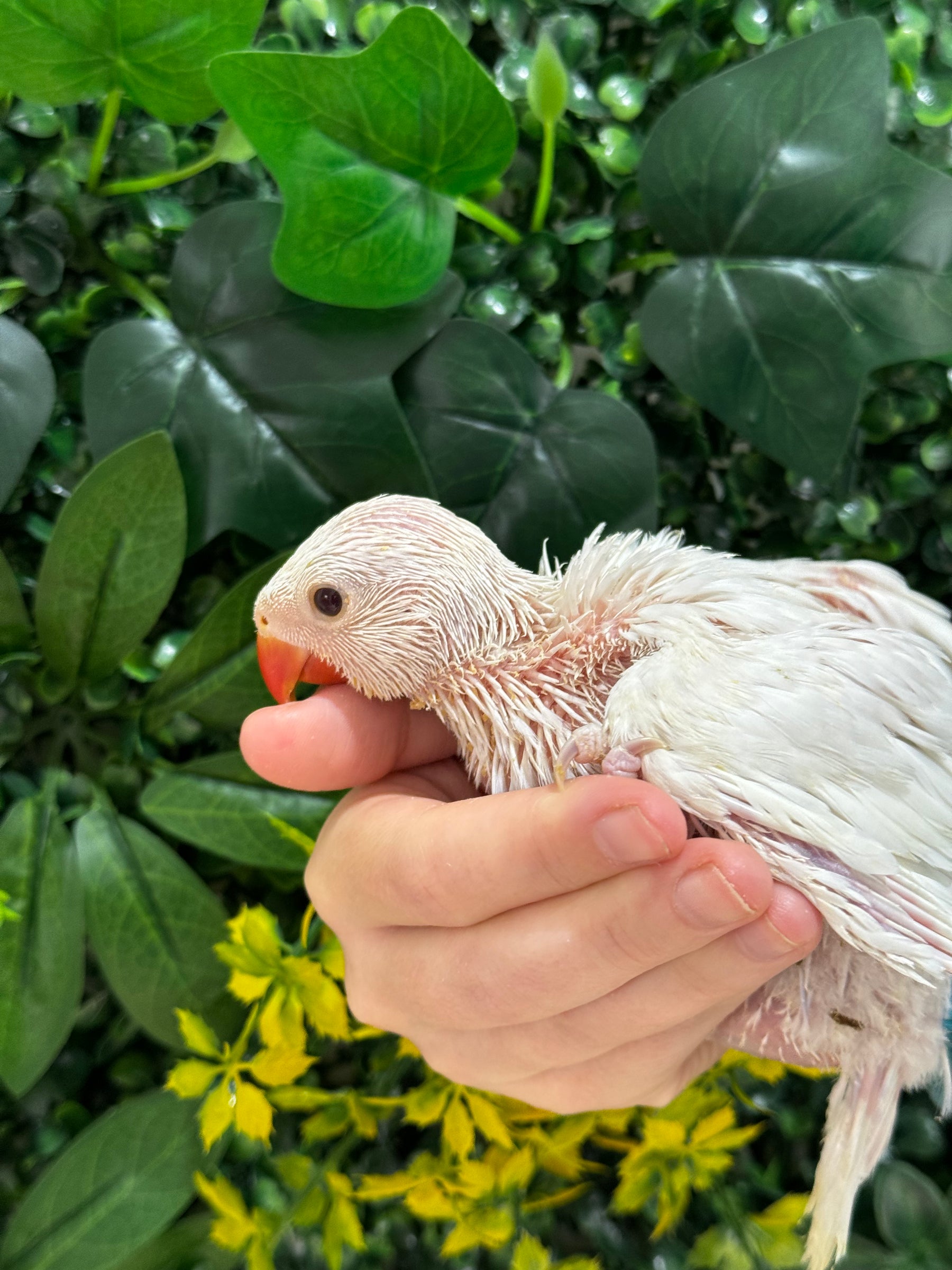 Handraised Indian Ring Neck