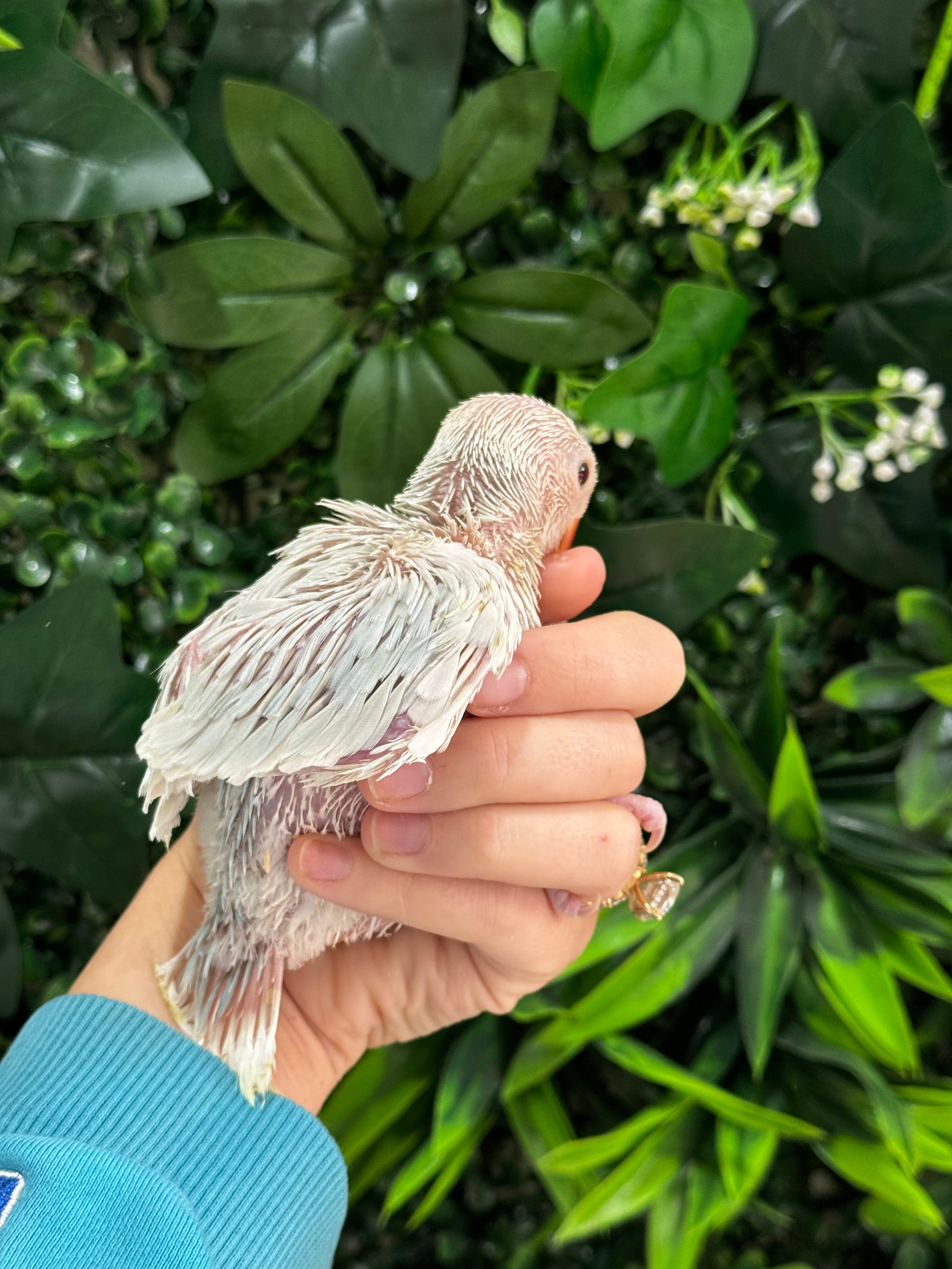 Handraised Indian Ring Neck