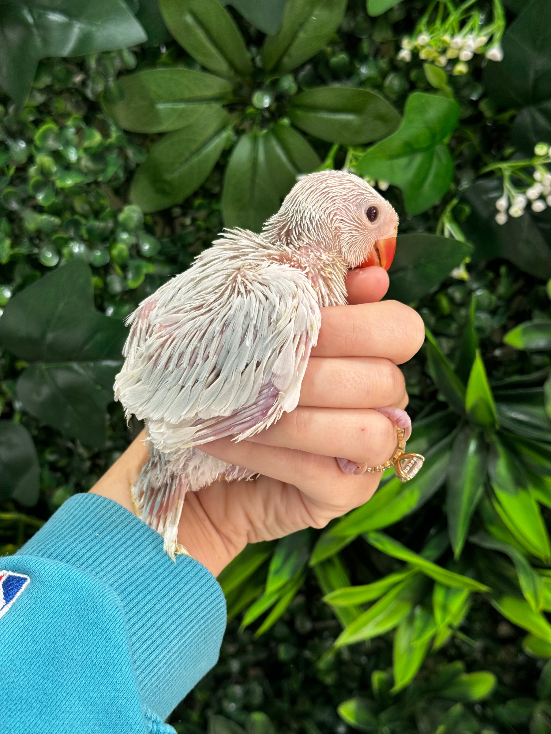 Handraised Indian Ring Neck – Baby Beaks