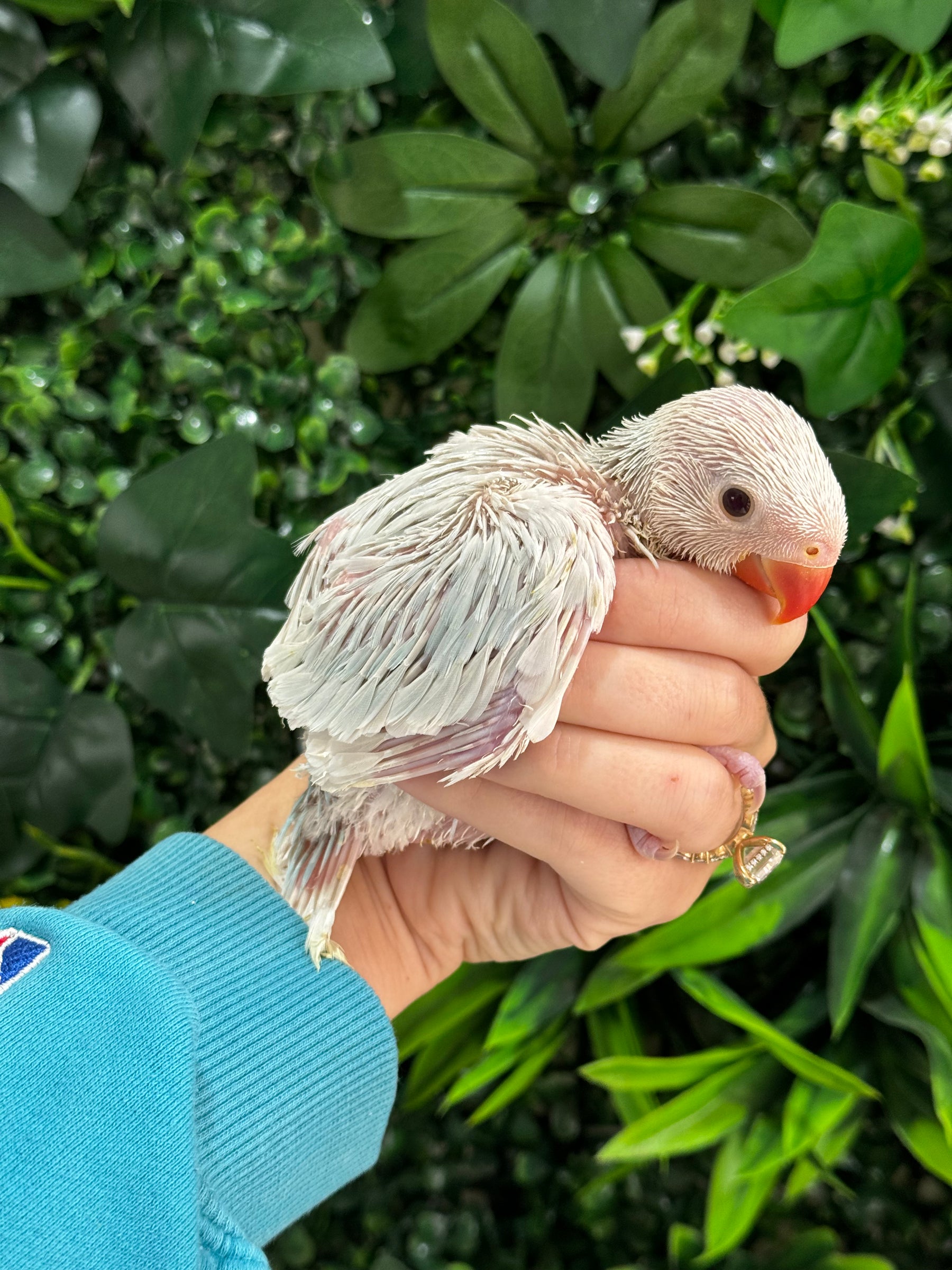 Handraised Indian Ring Neck