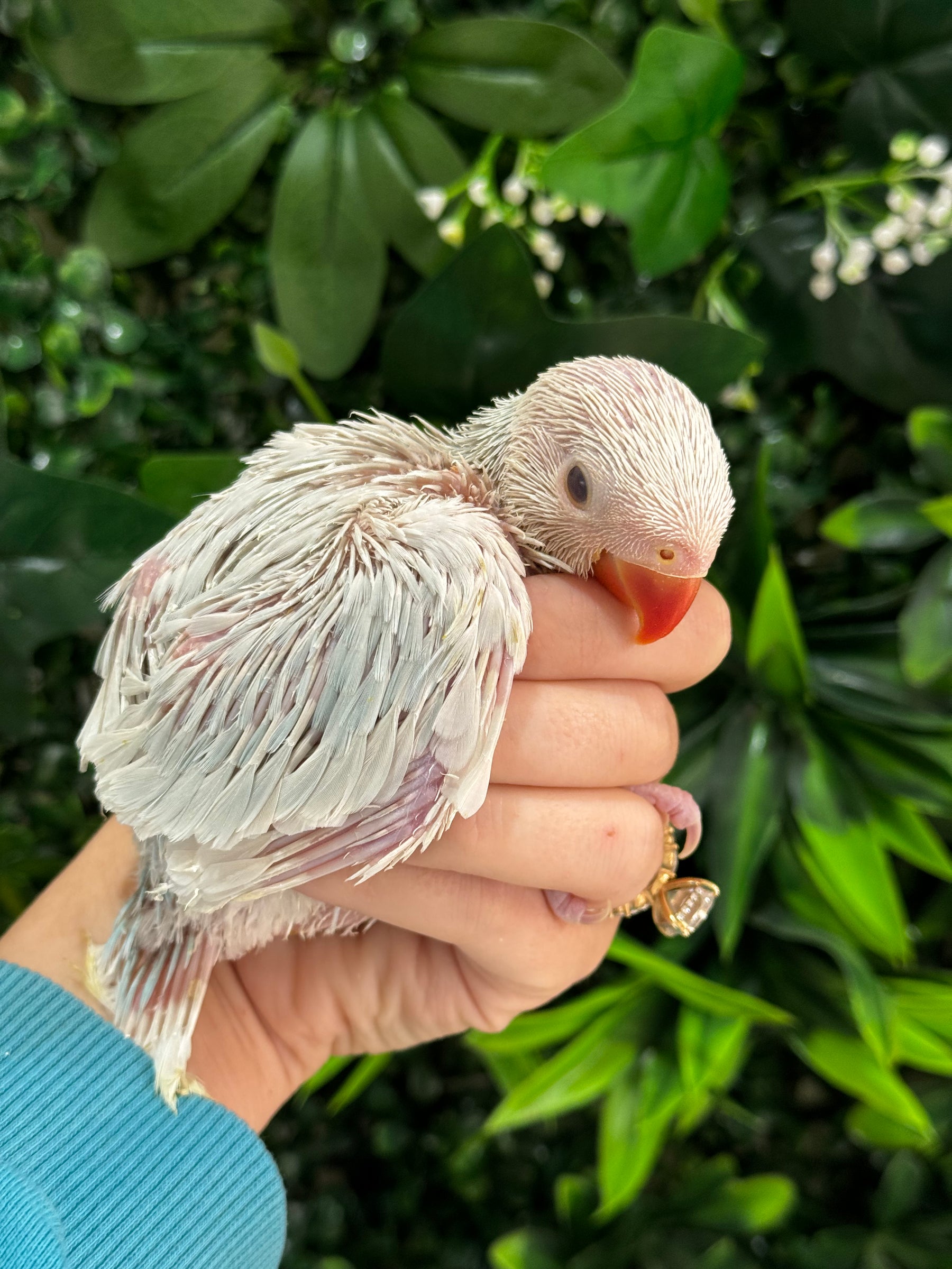 Handraised Indian Ring Neck – Baby Beaks