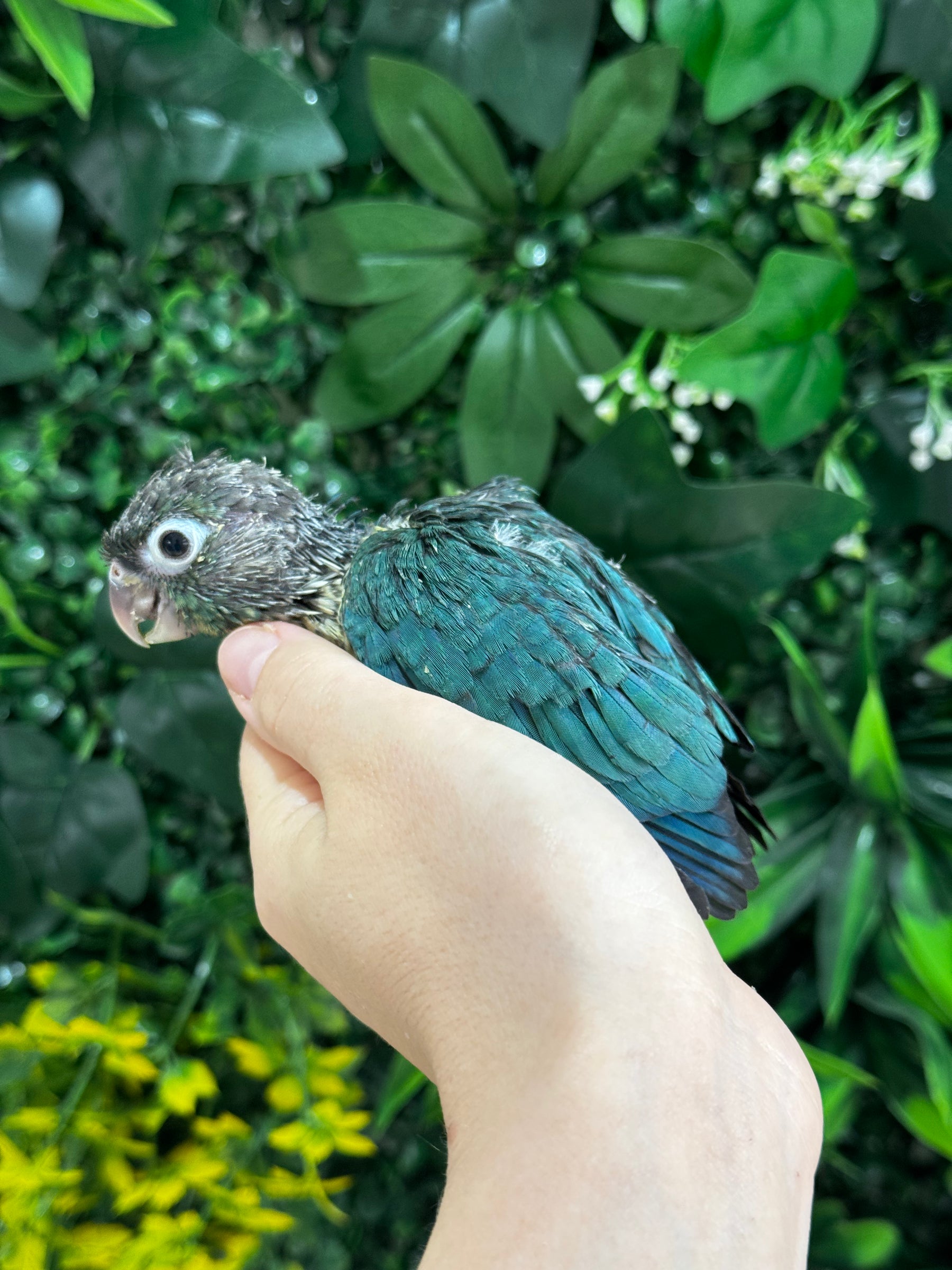 Handraised Yellow Sided Single Factor Turquoise Conure