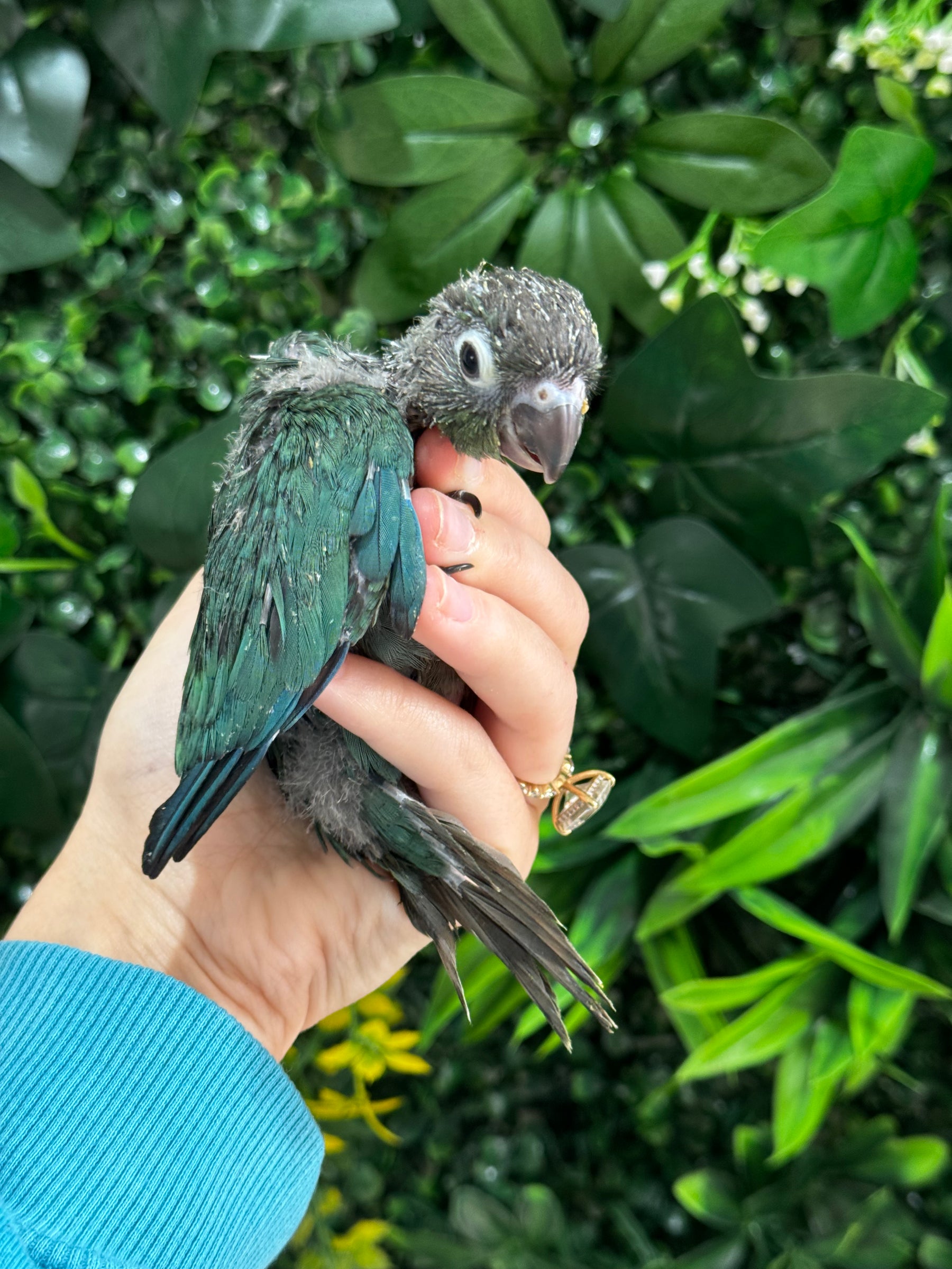 Handraised Single Factor Turquoise Conure