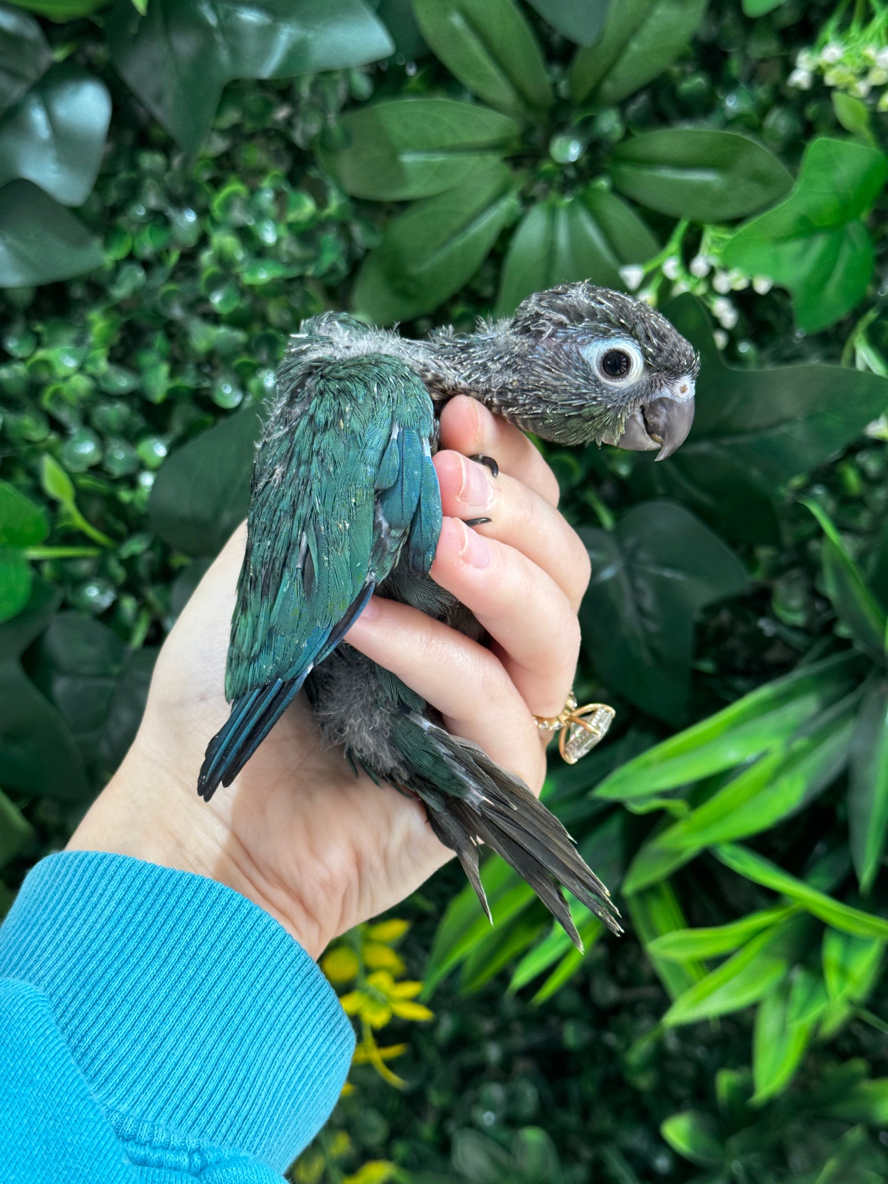 Handraised Single Factor Turquoise Conure