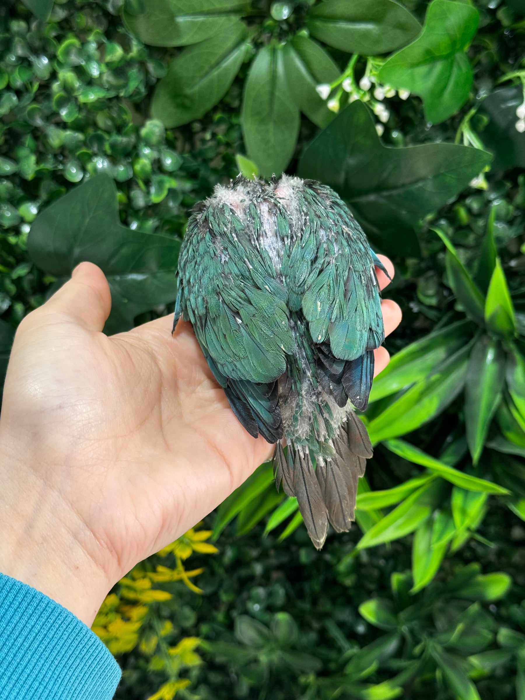 Handraised Single Factor Turquoise Conure