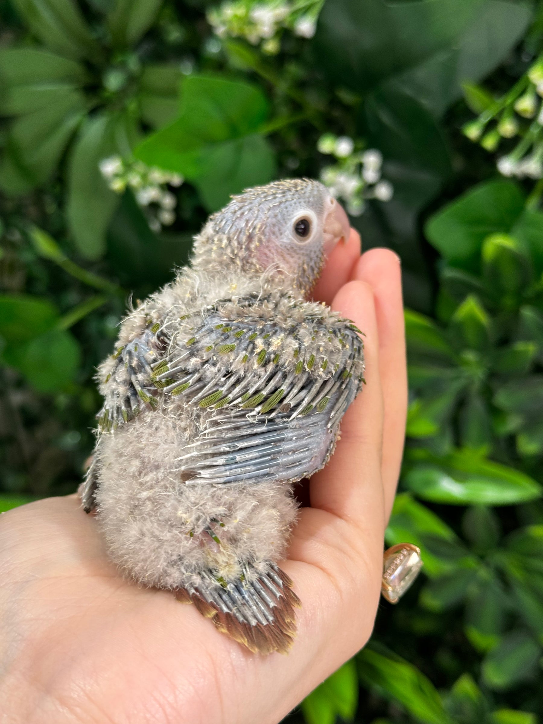 Handraised Green Cheek Conure