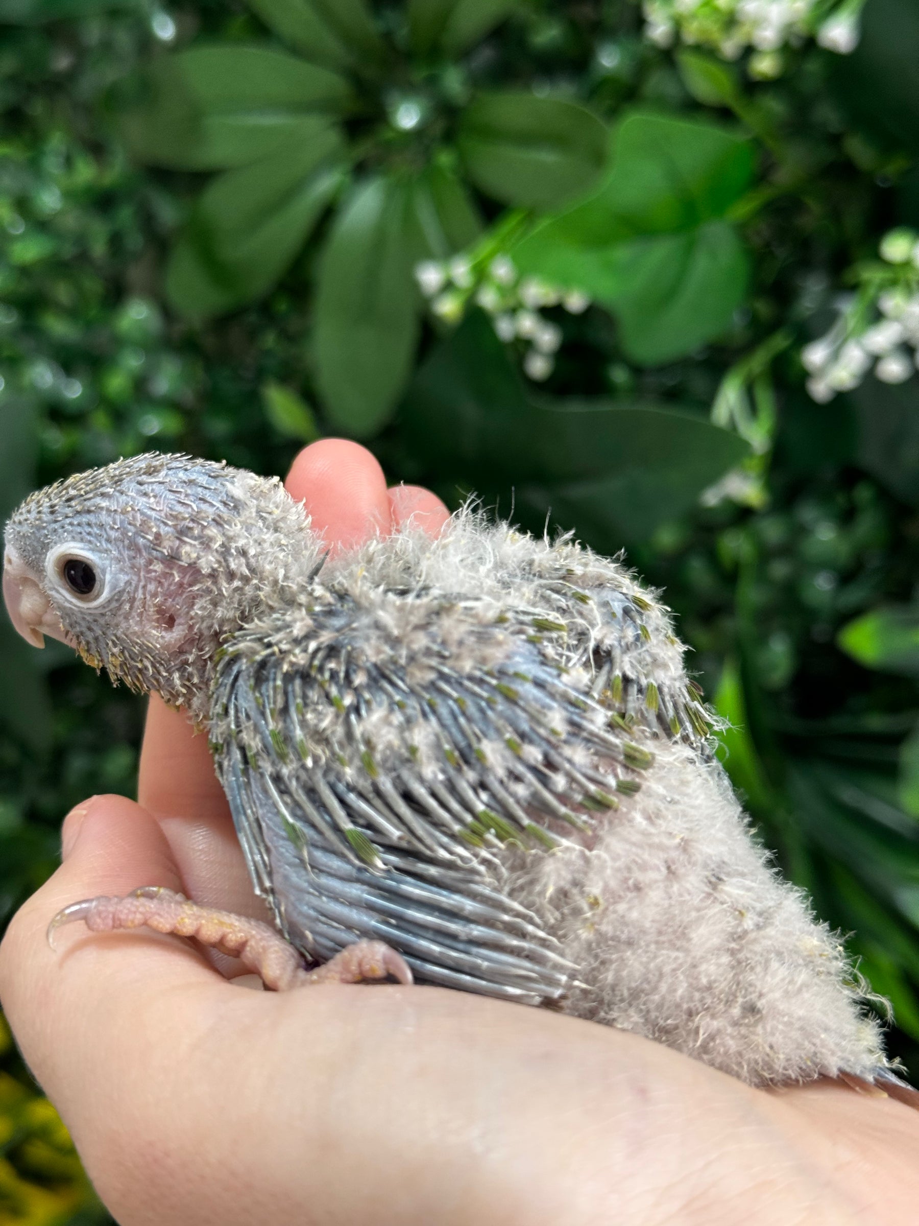 Handraised Green Cheek Conure