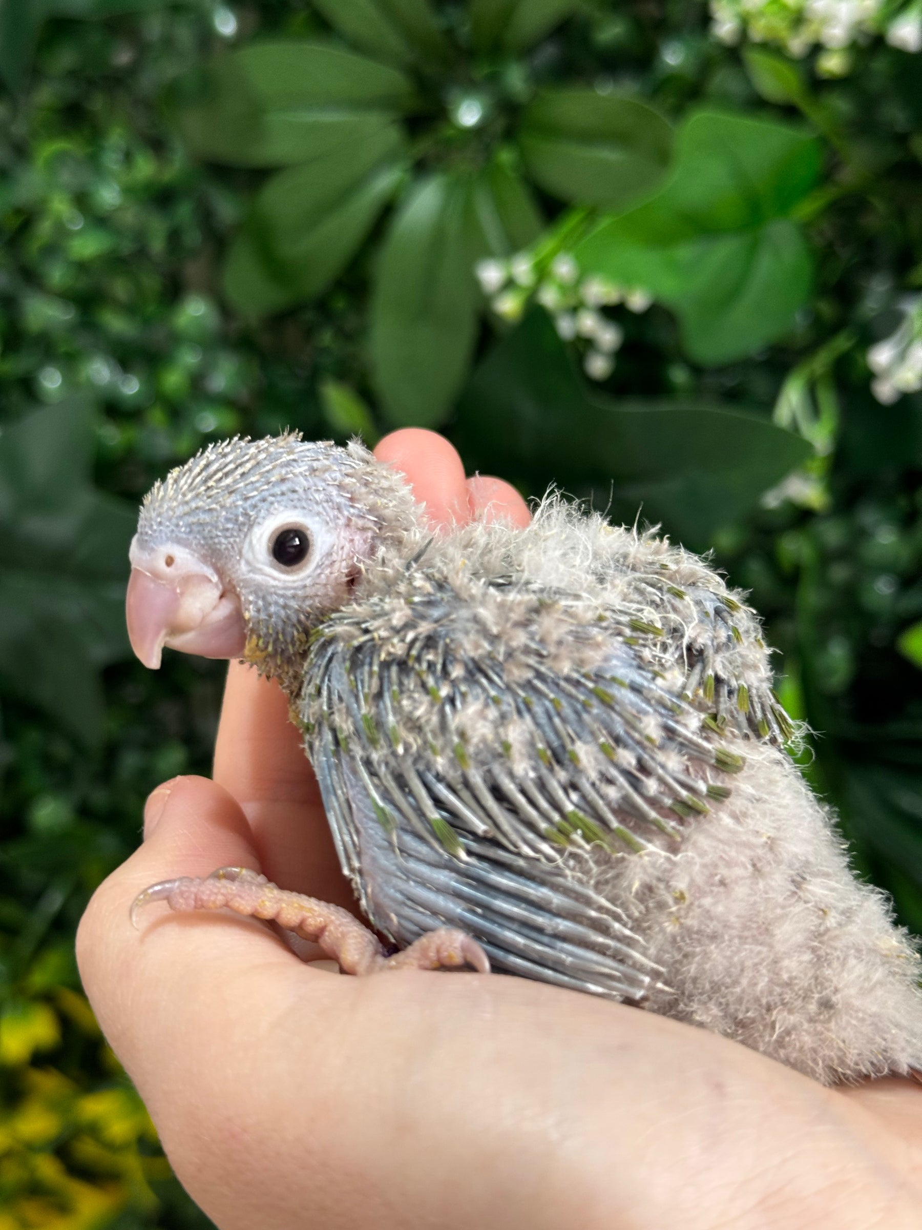 Handraised Green Cheek Conure