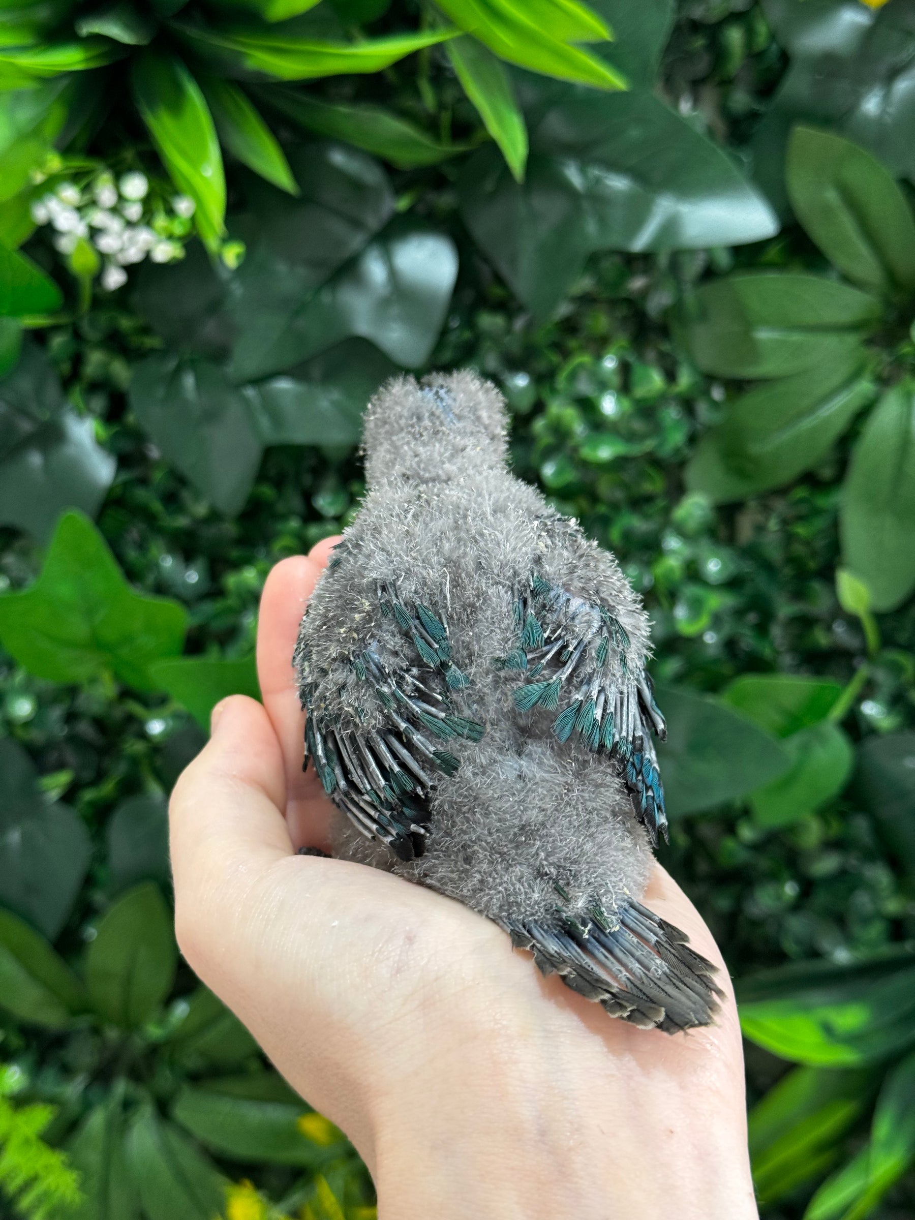 Handraised Single Factor Turquoise Conure