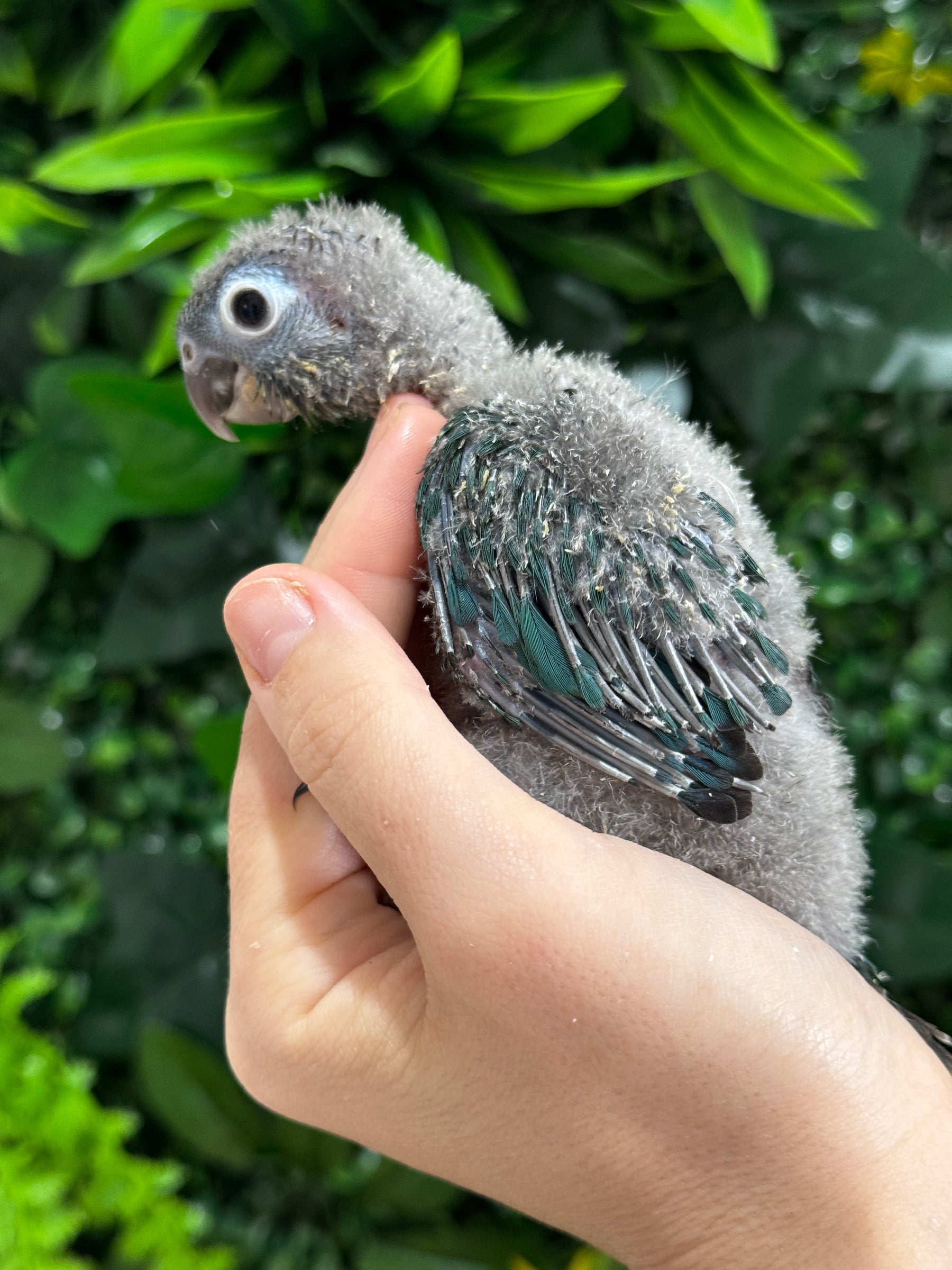 Handraised Single Factor Turquoise Conure